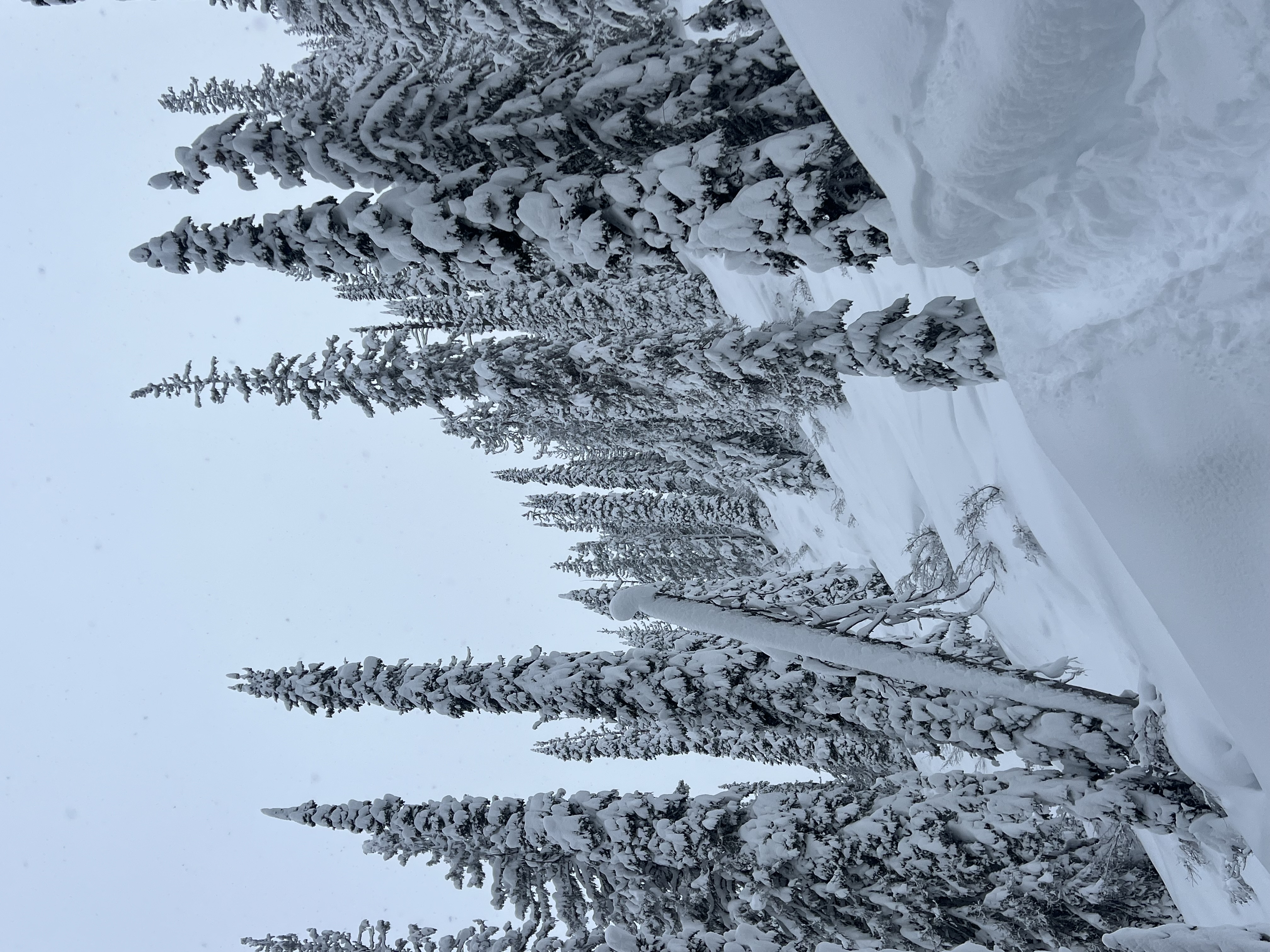 Observation photo