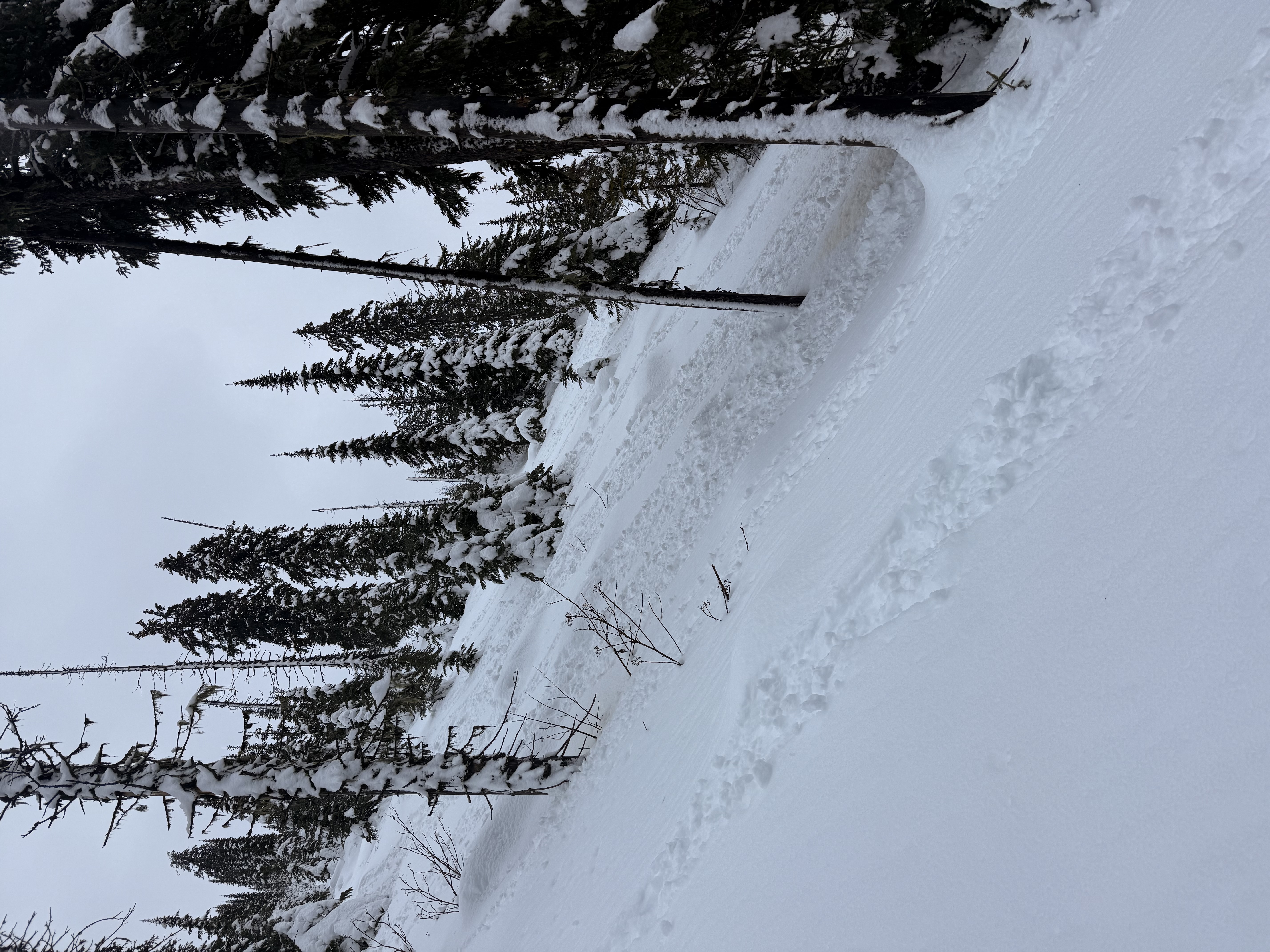Observation photo