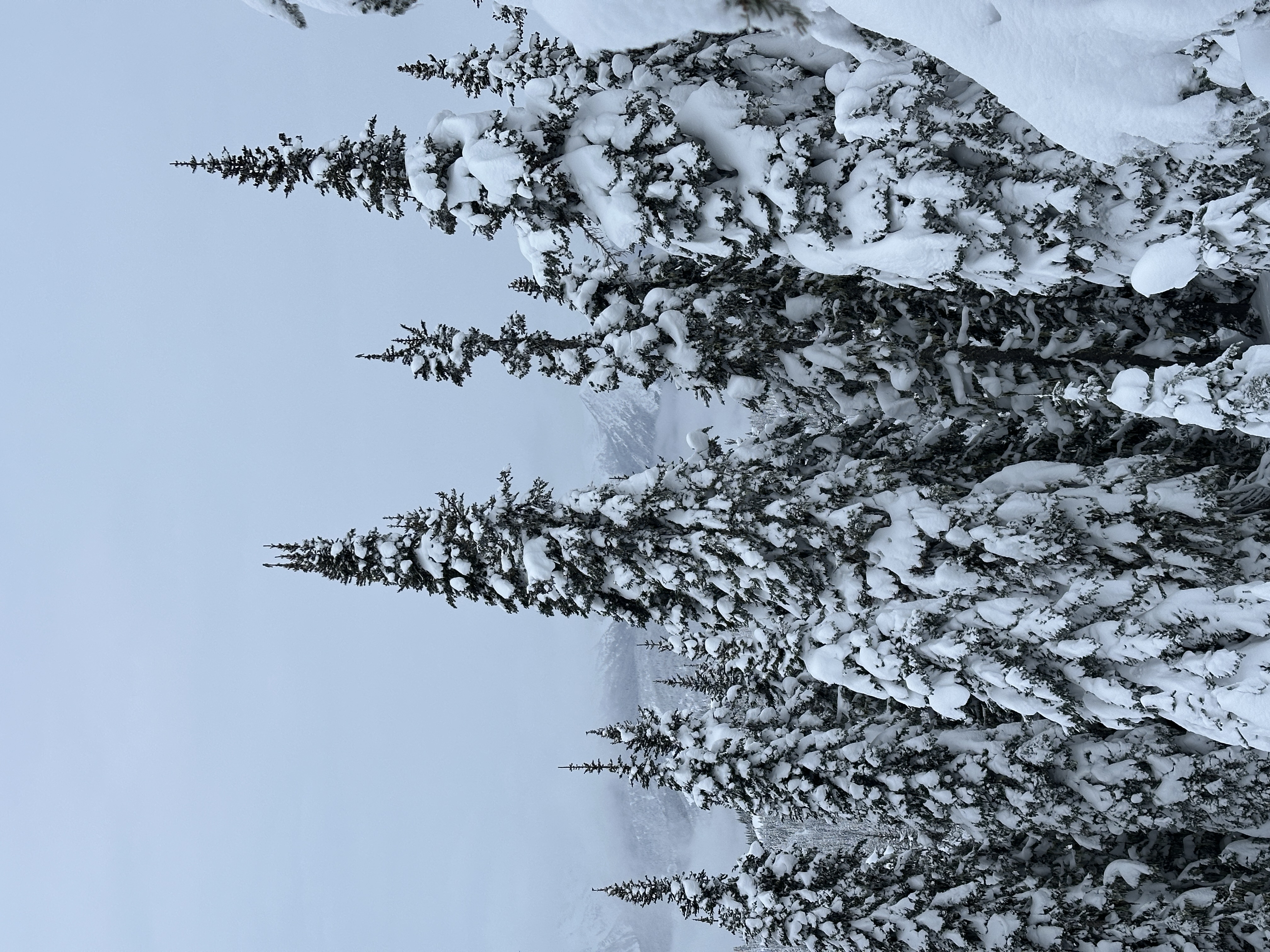 Observation photo