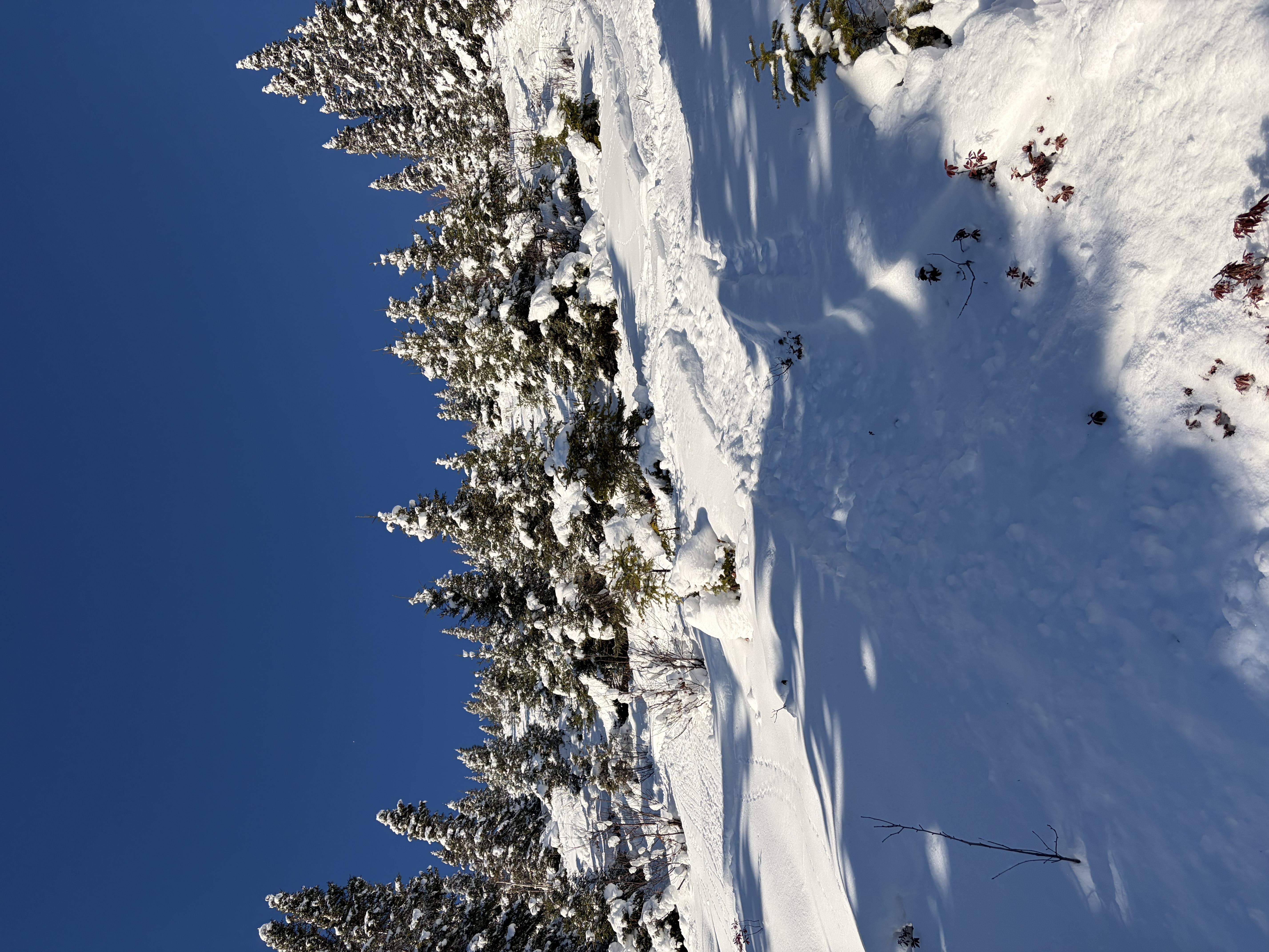 Observation photo