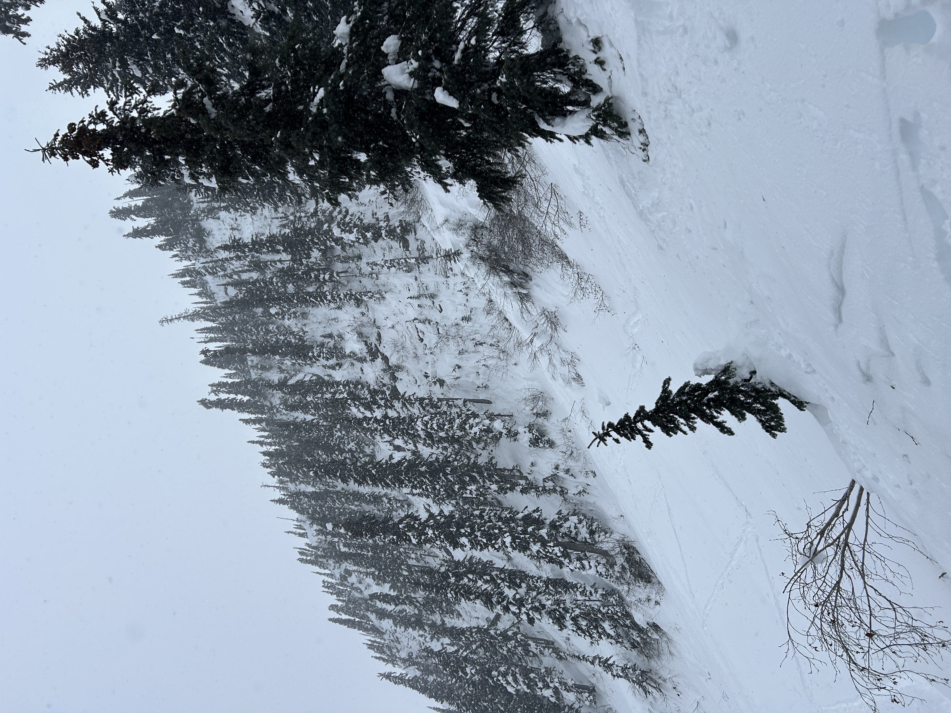Observation photo