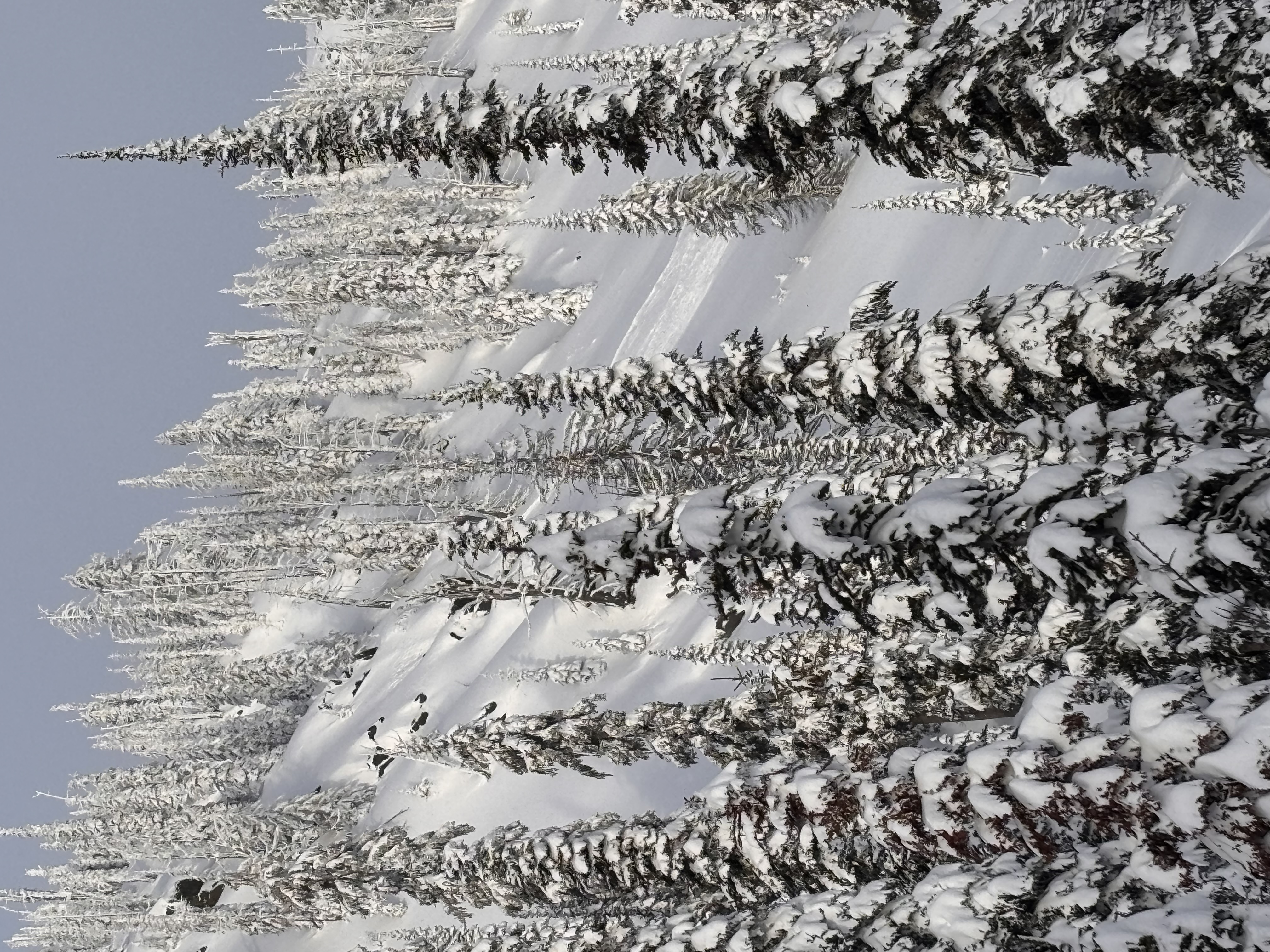 Observation photo