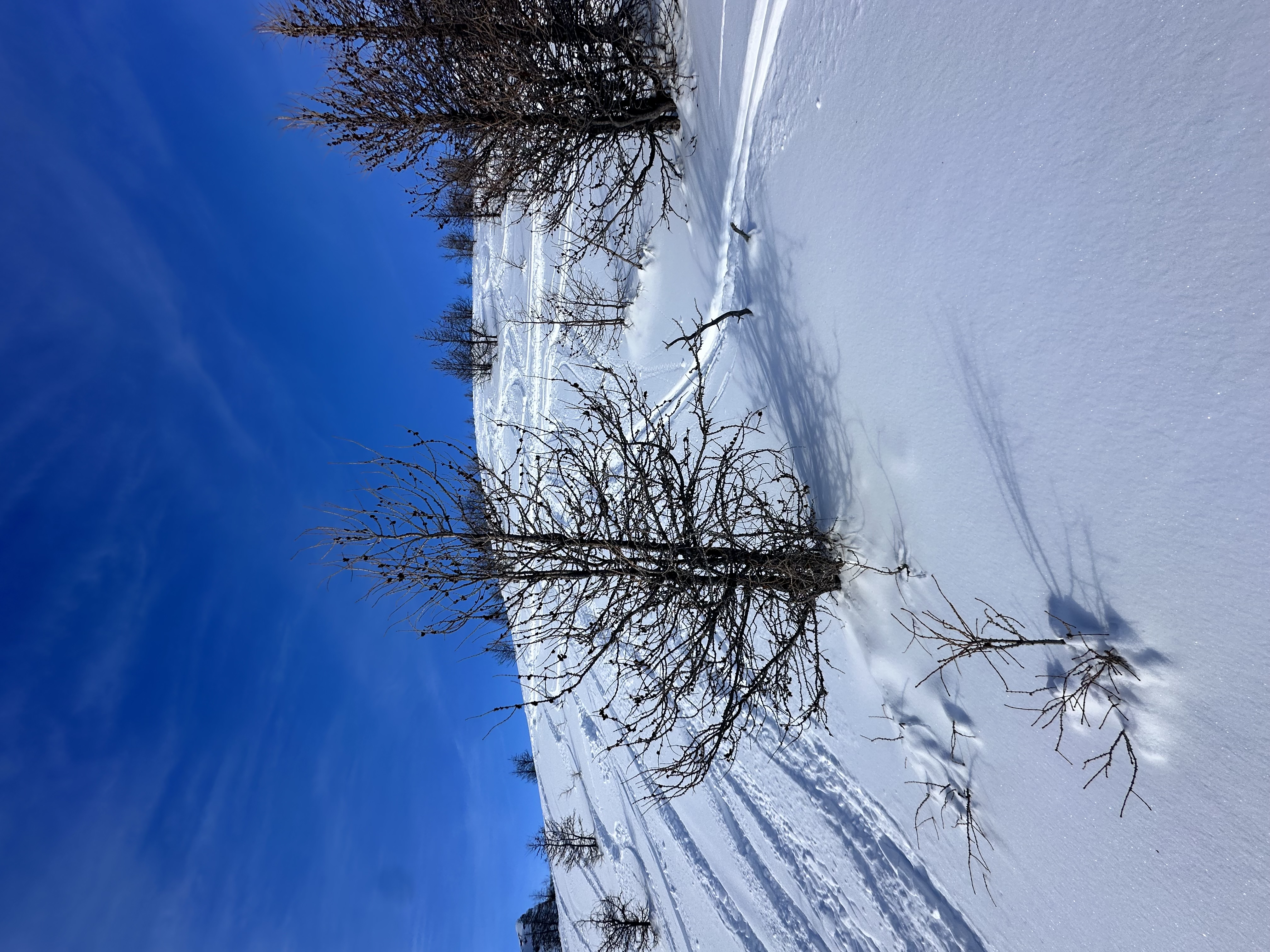 Observation photo