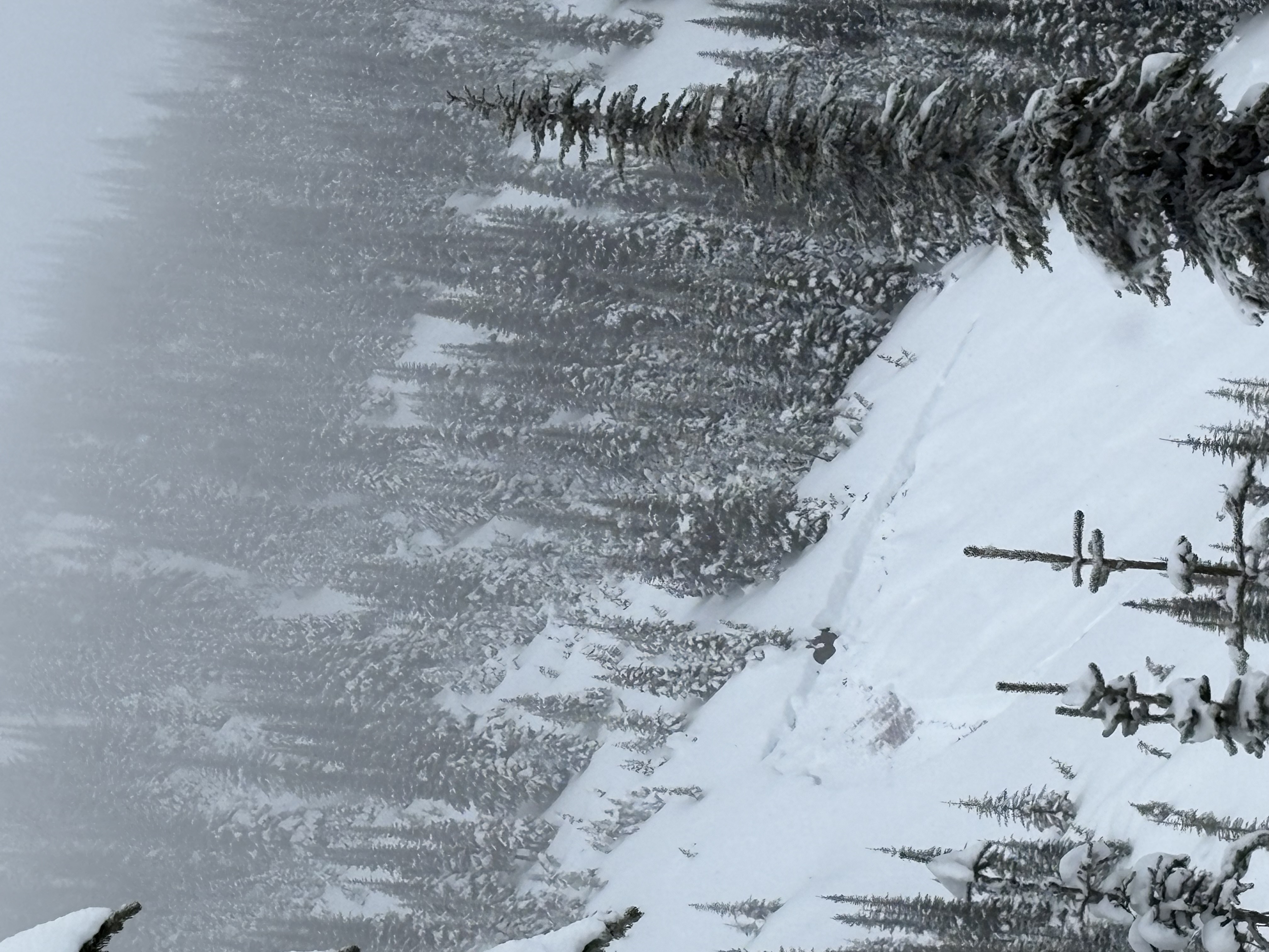 Observation photo