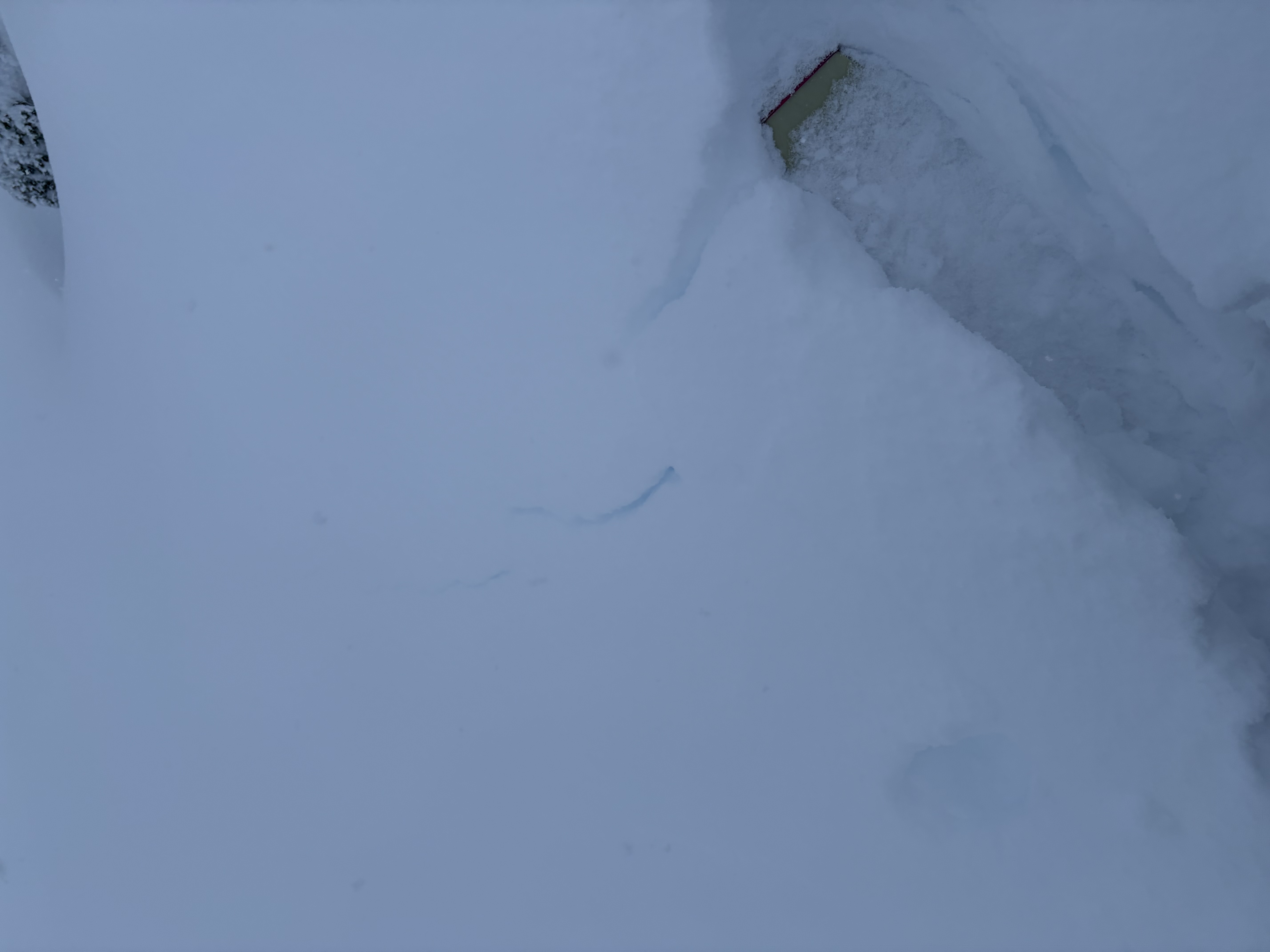 Observation photo