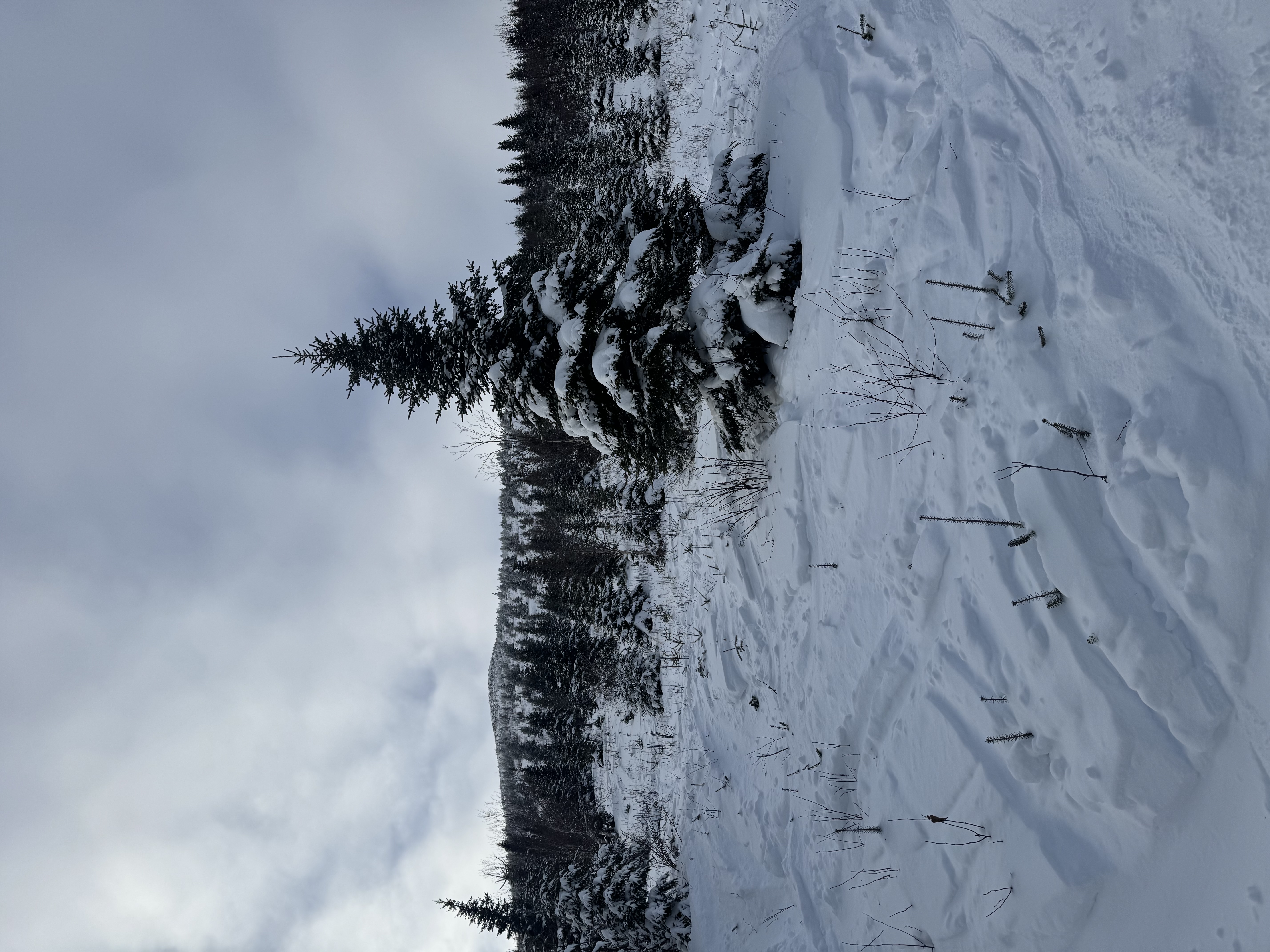 Observation photo
