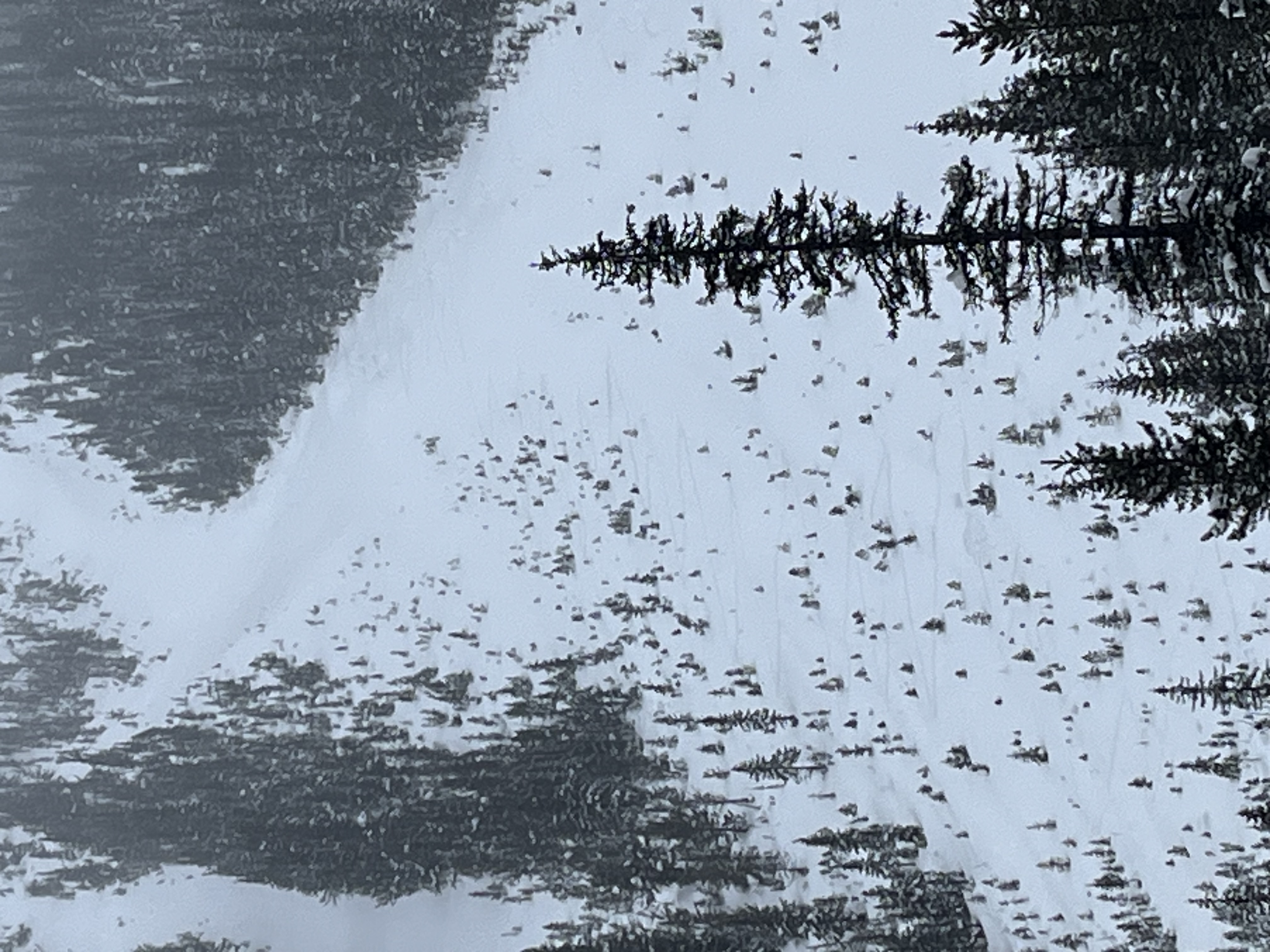 Observation photo