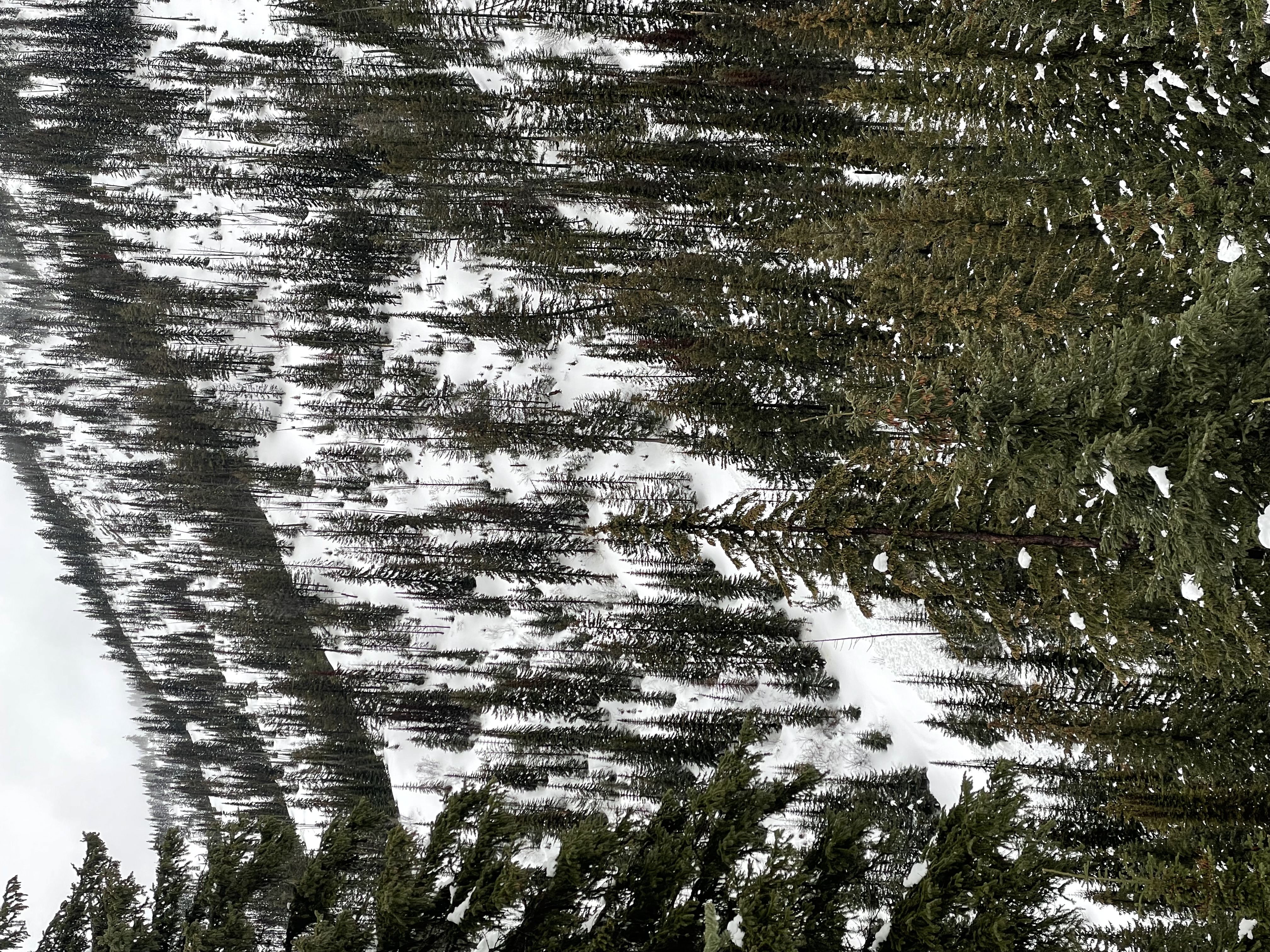 Observation photo