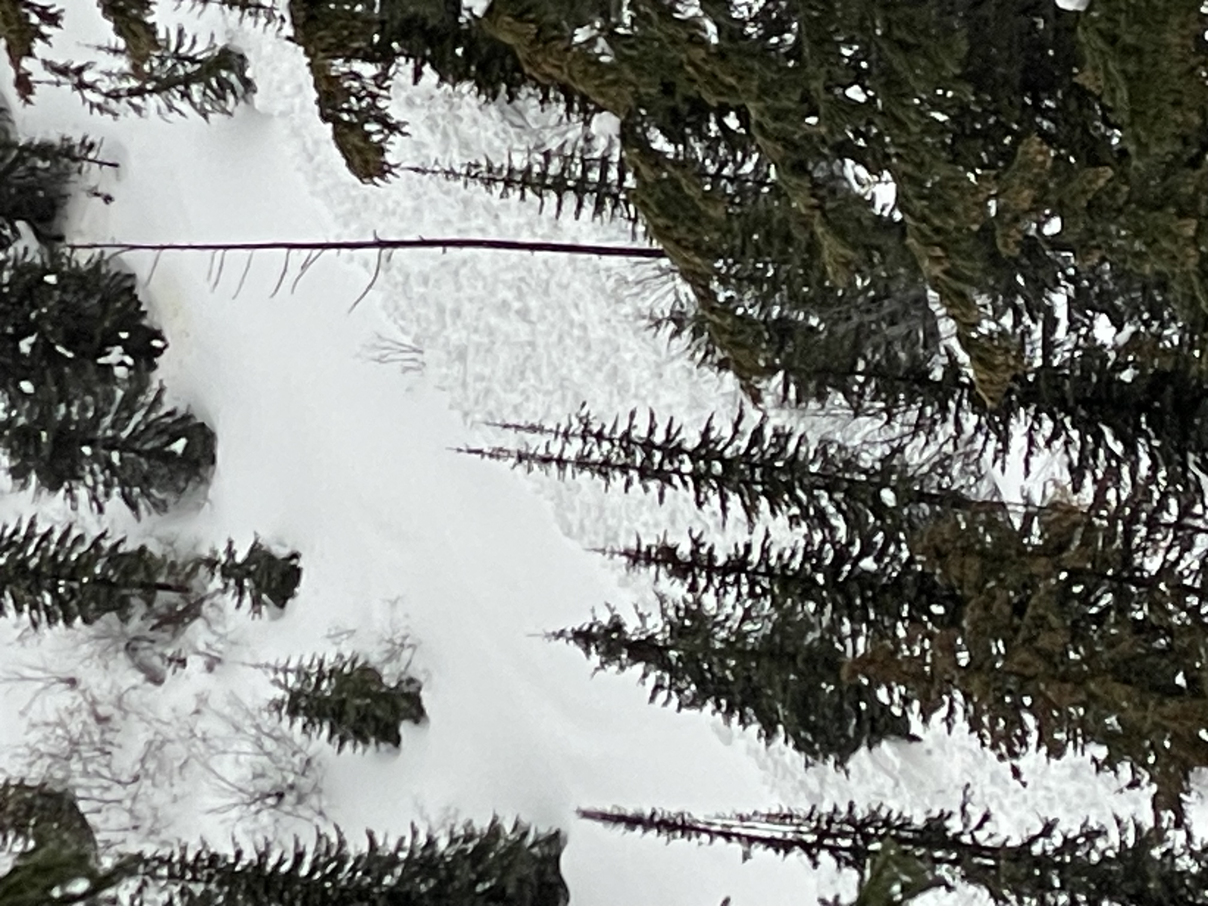Observation photo