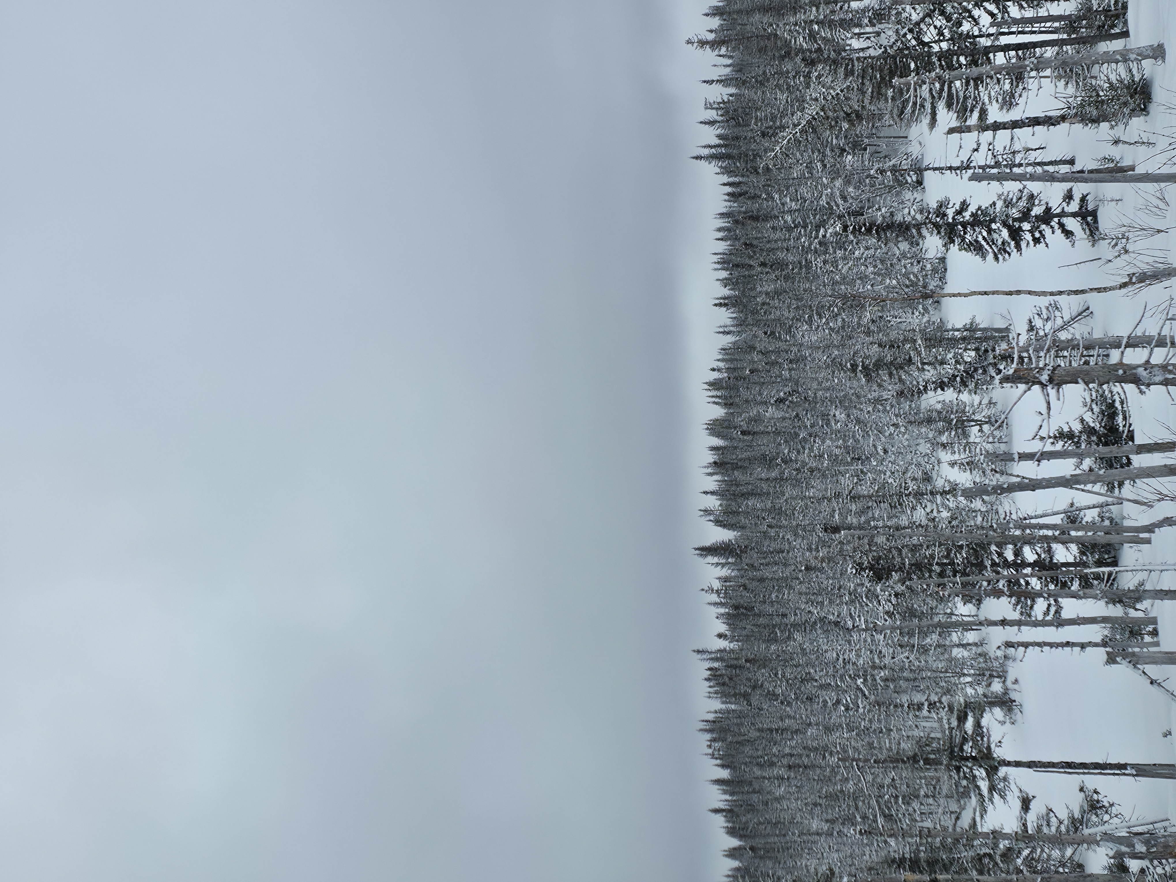 Observation photo