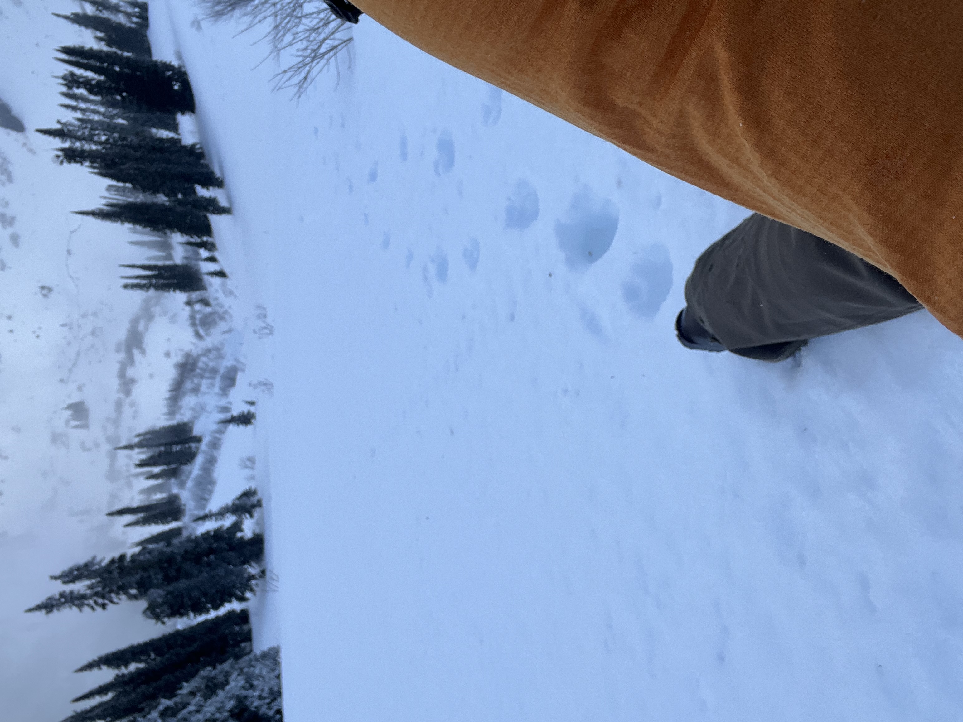 Observation photo