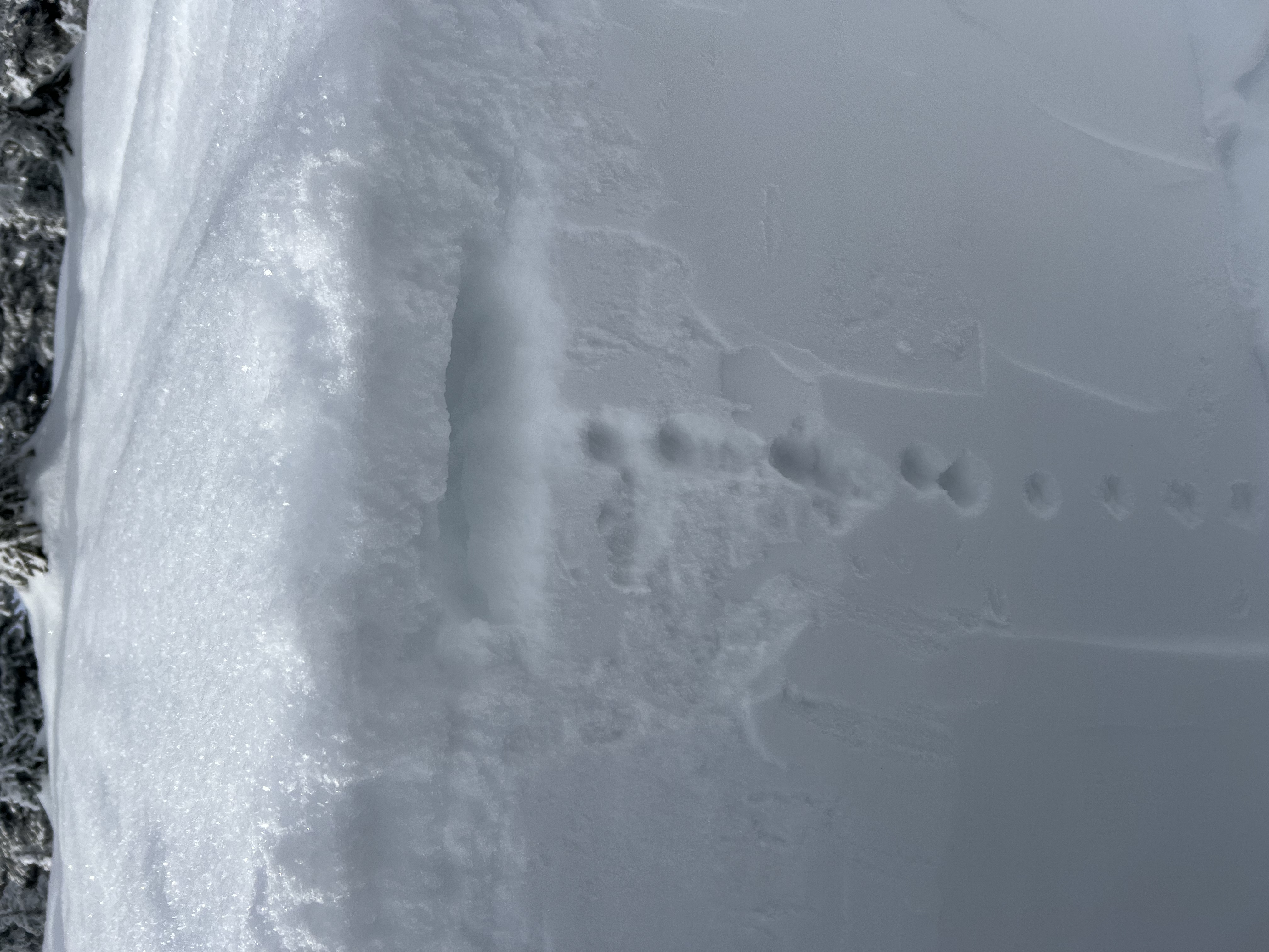 Observation photo