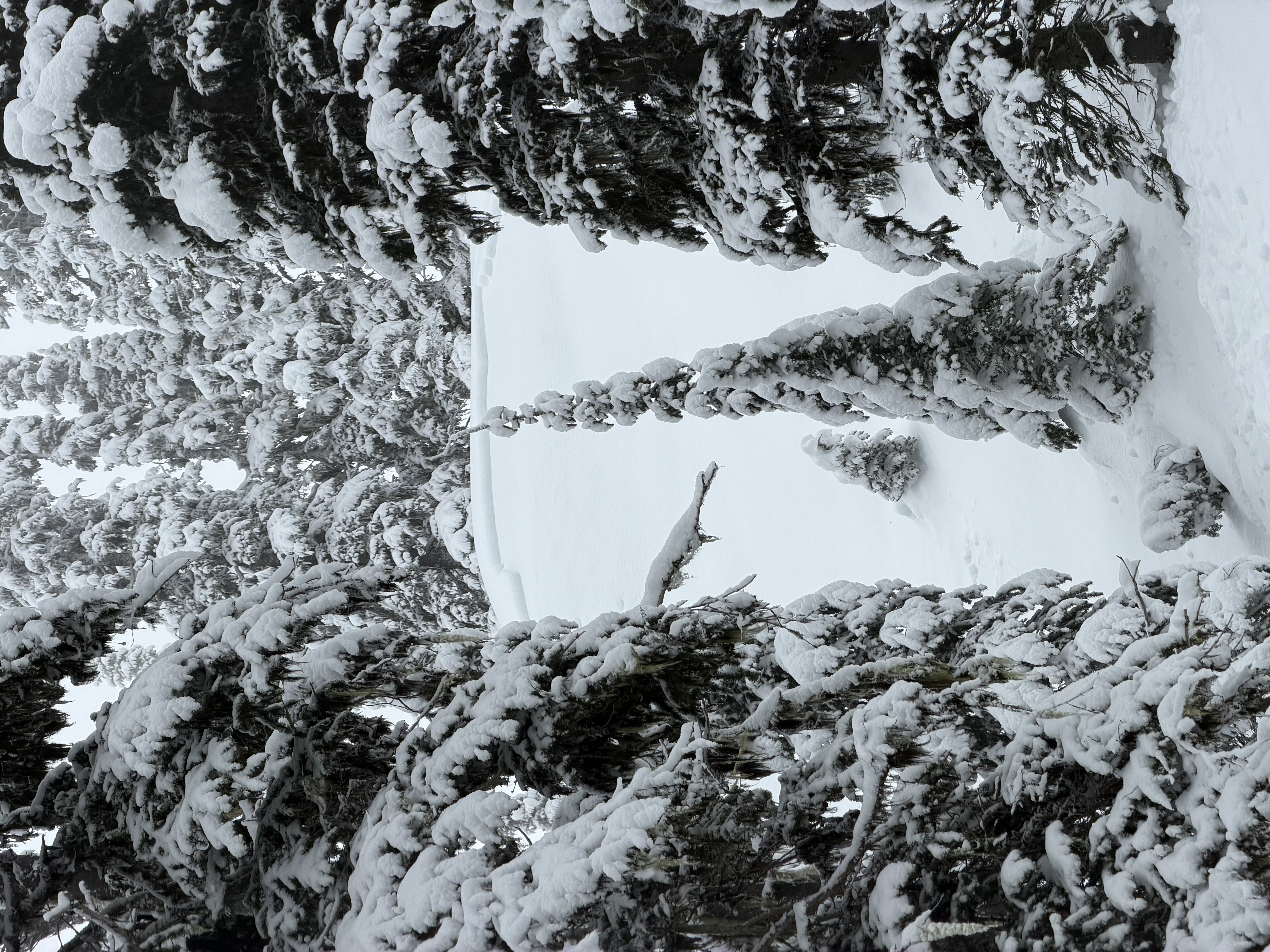 Observation photo