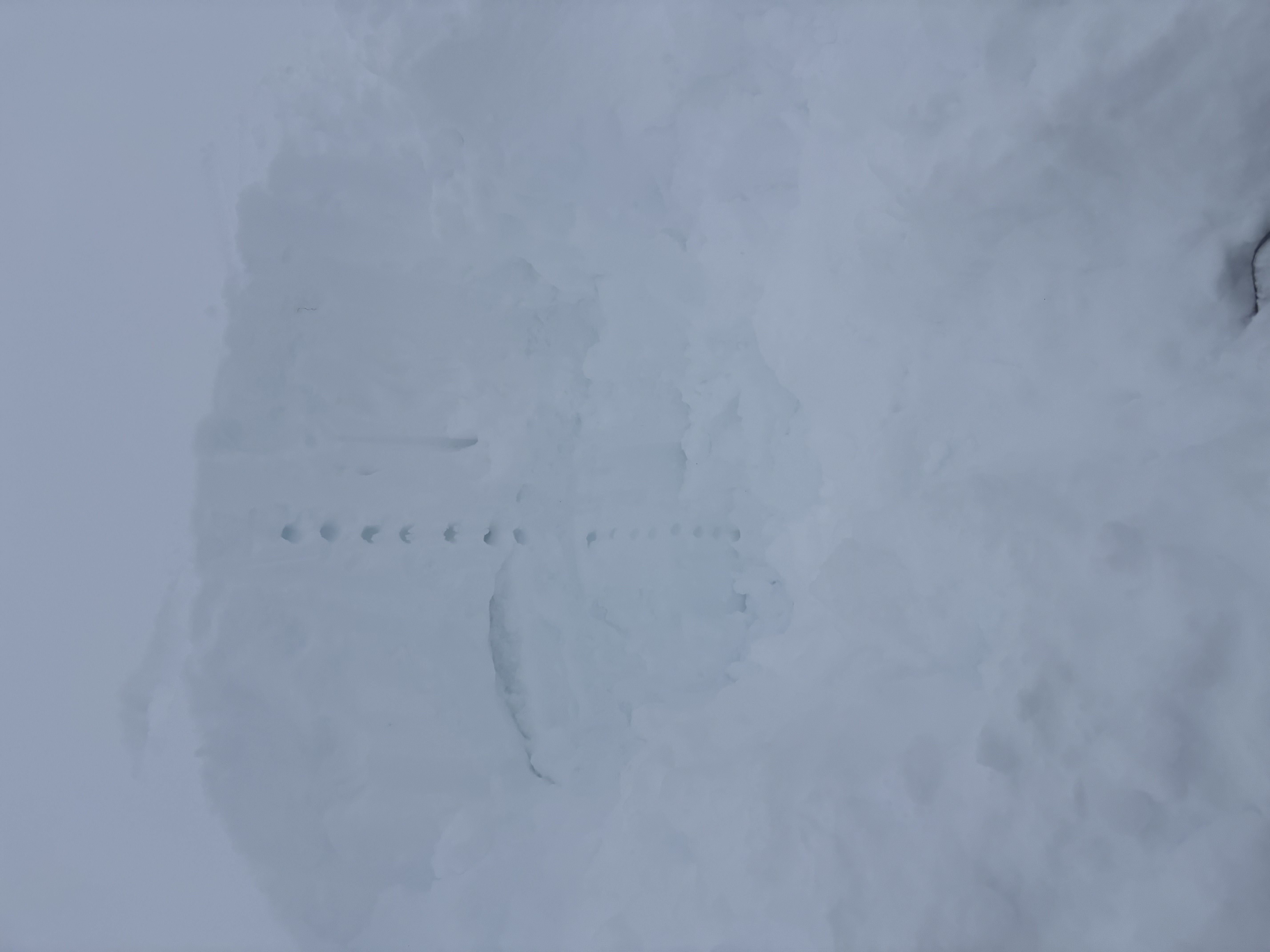 Observation photo