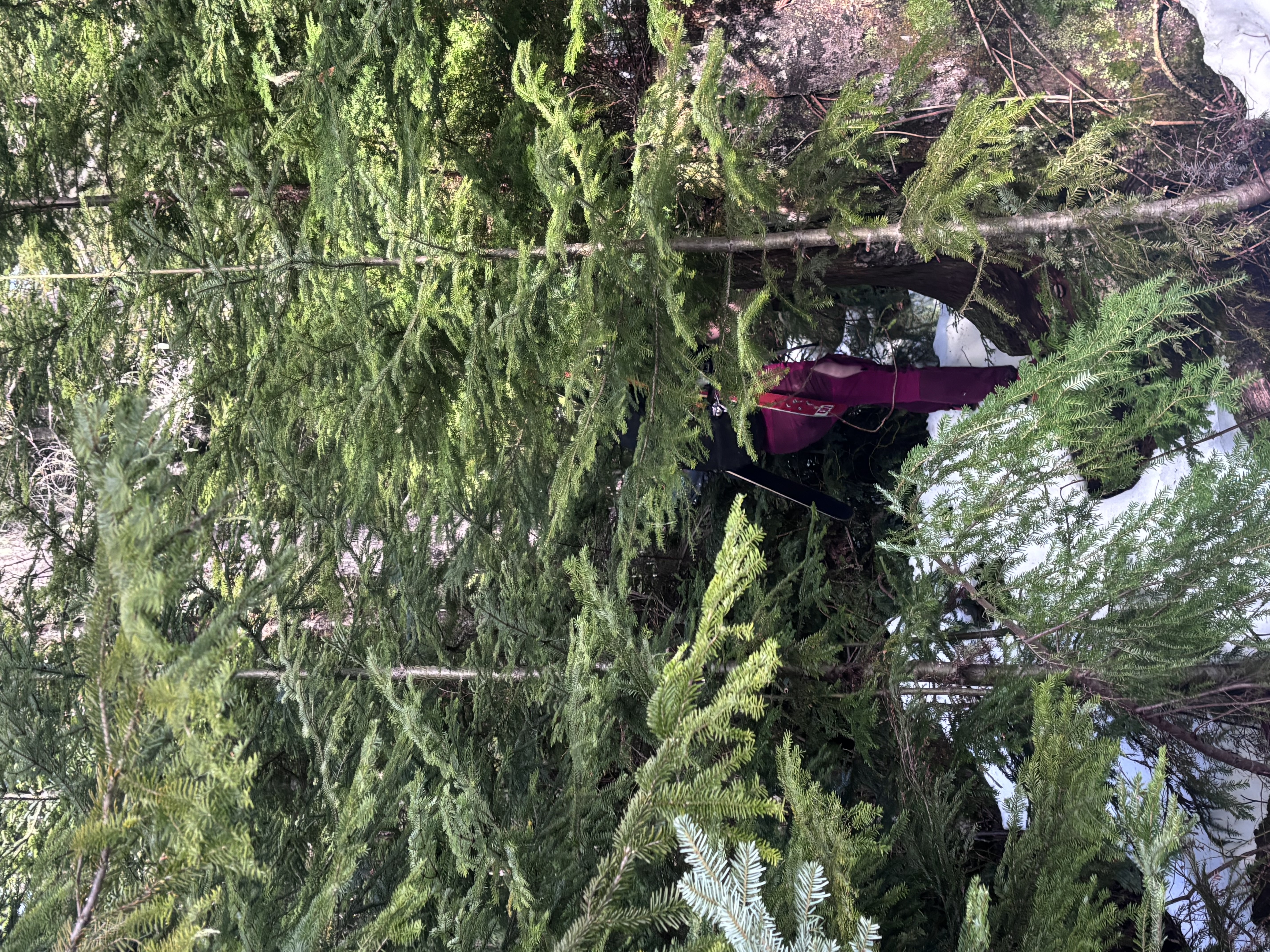 Observation photo