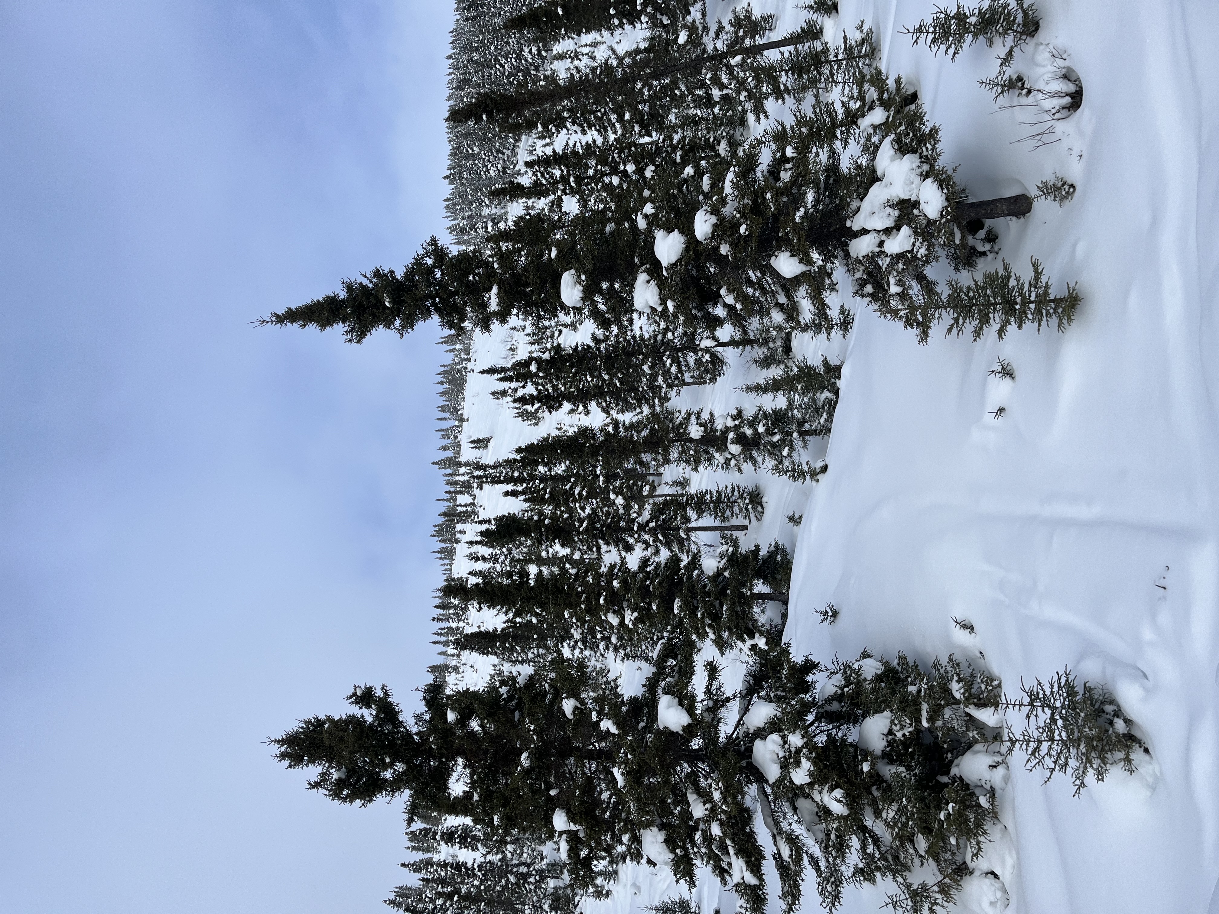 Observation photo
