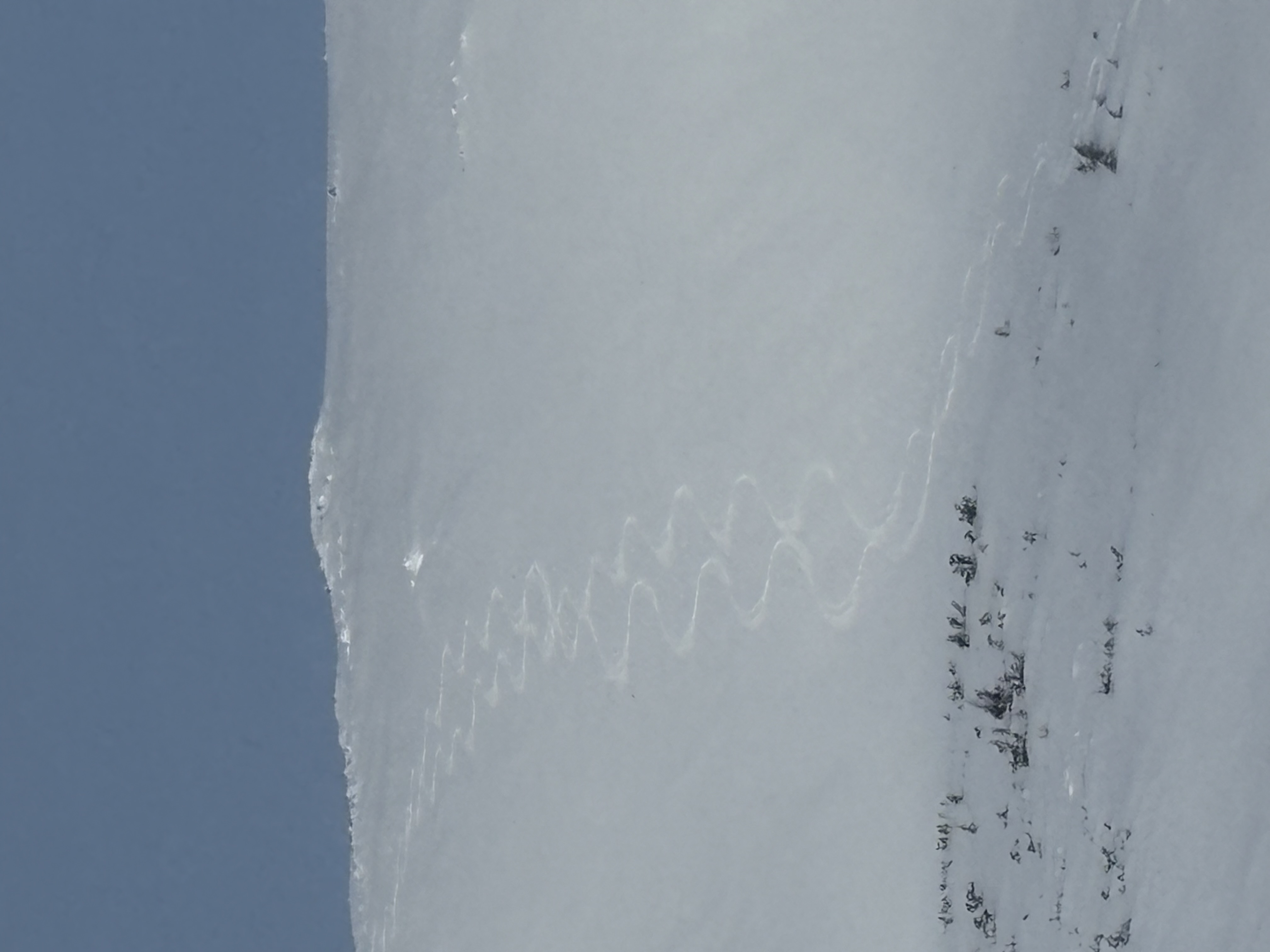 Observation photo