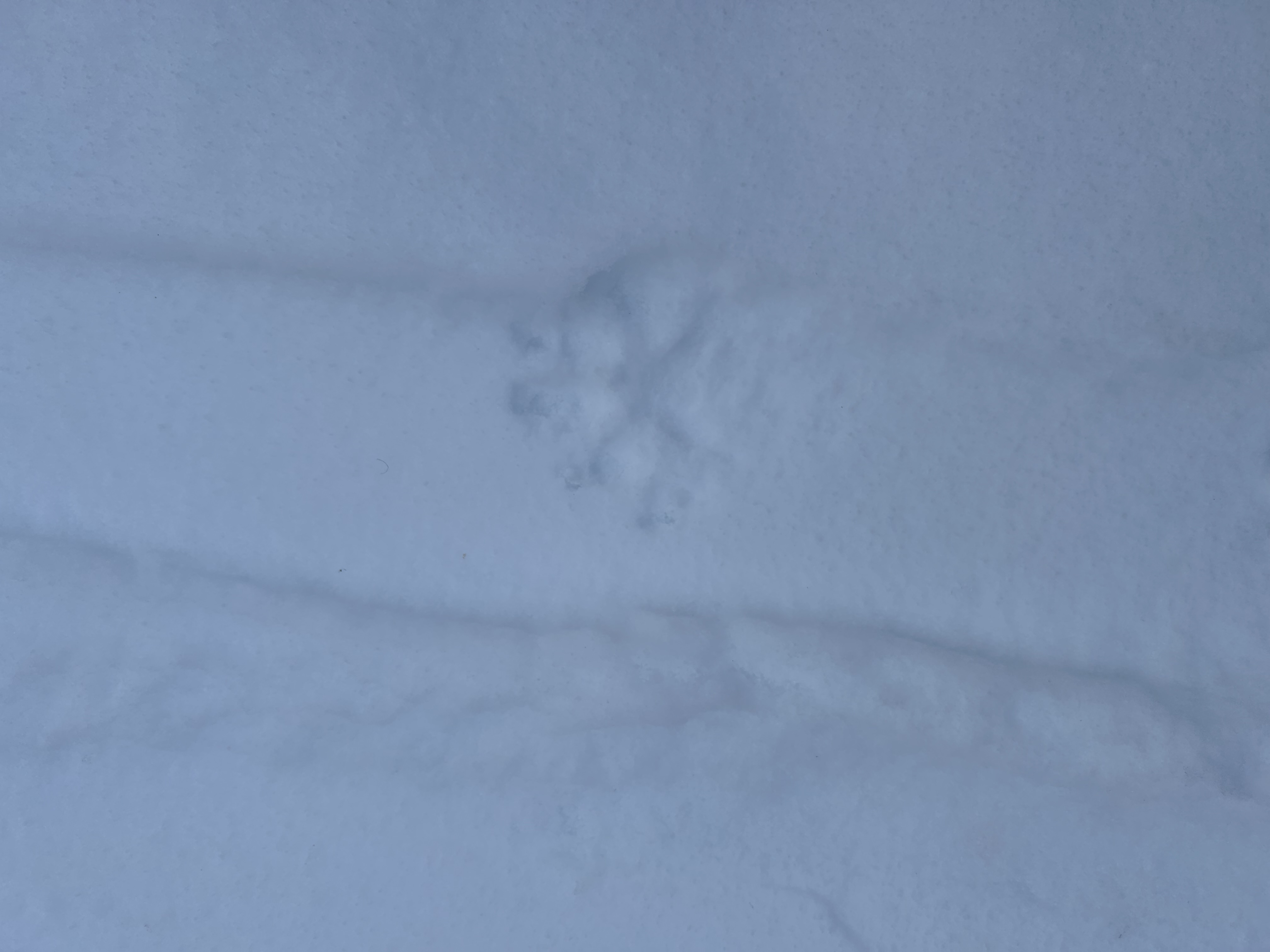 Observation photo