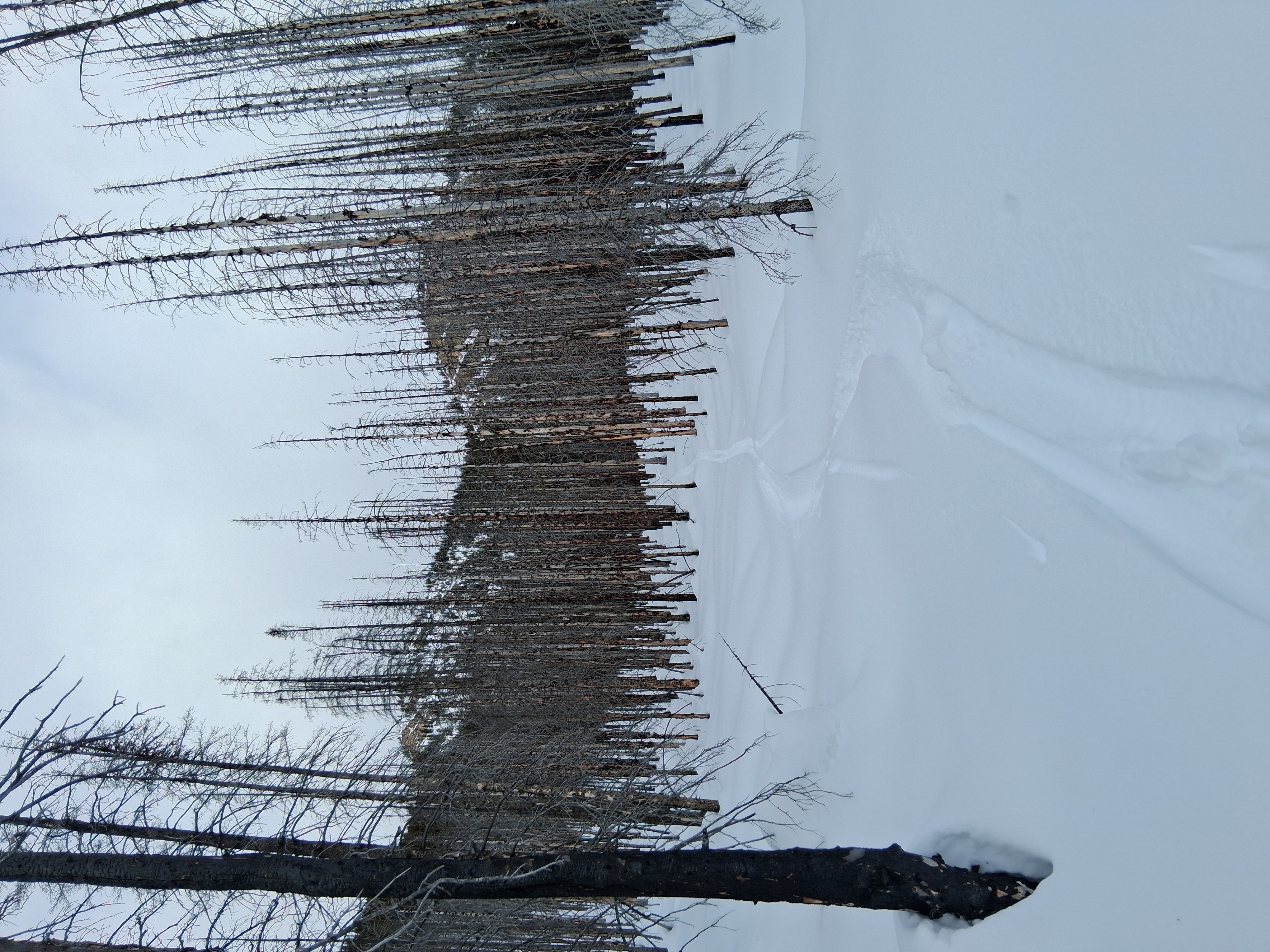 Observation photo