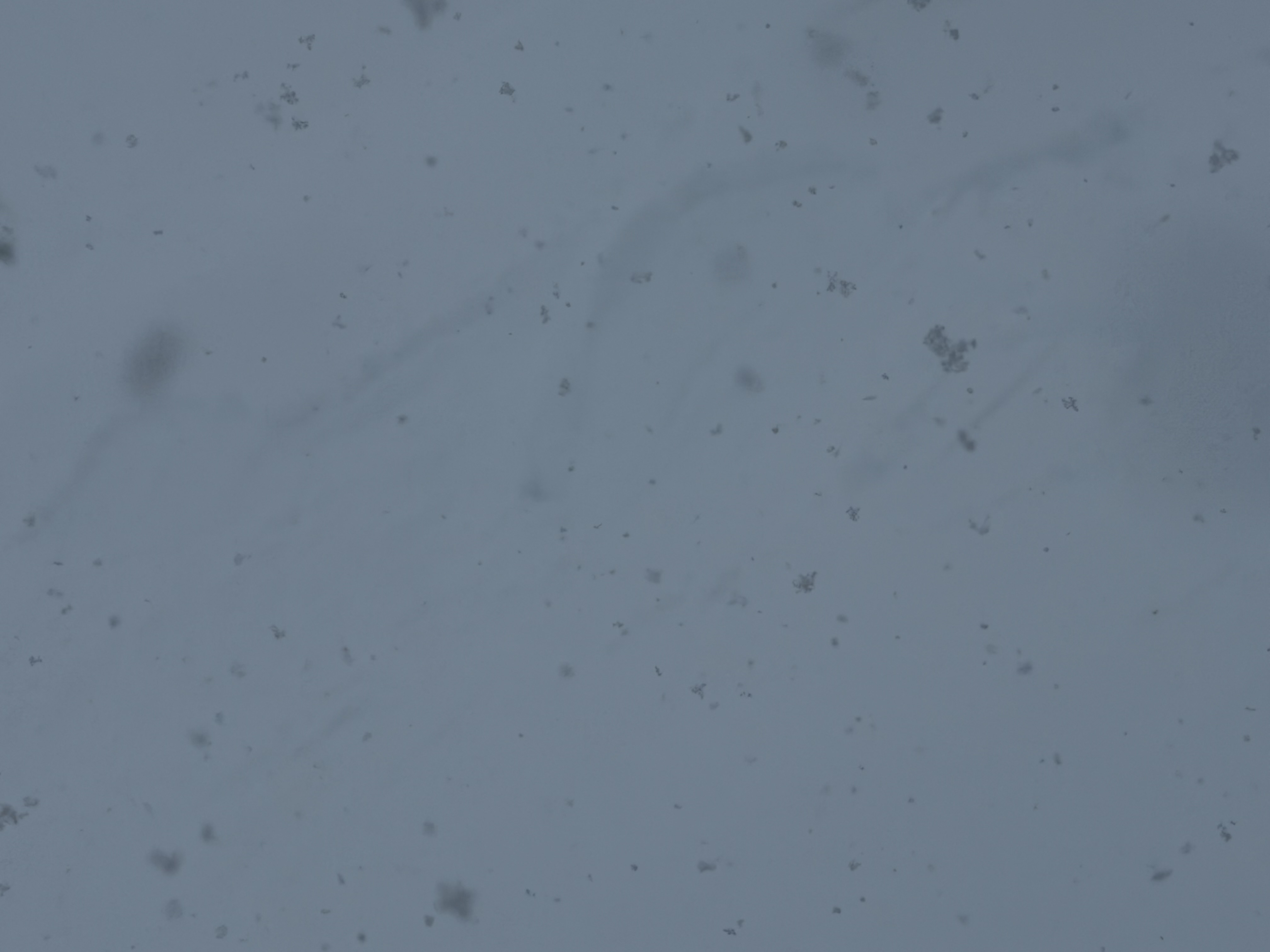 Observation photo