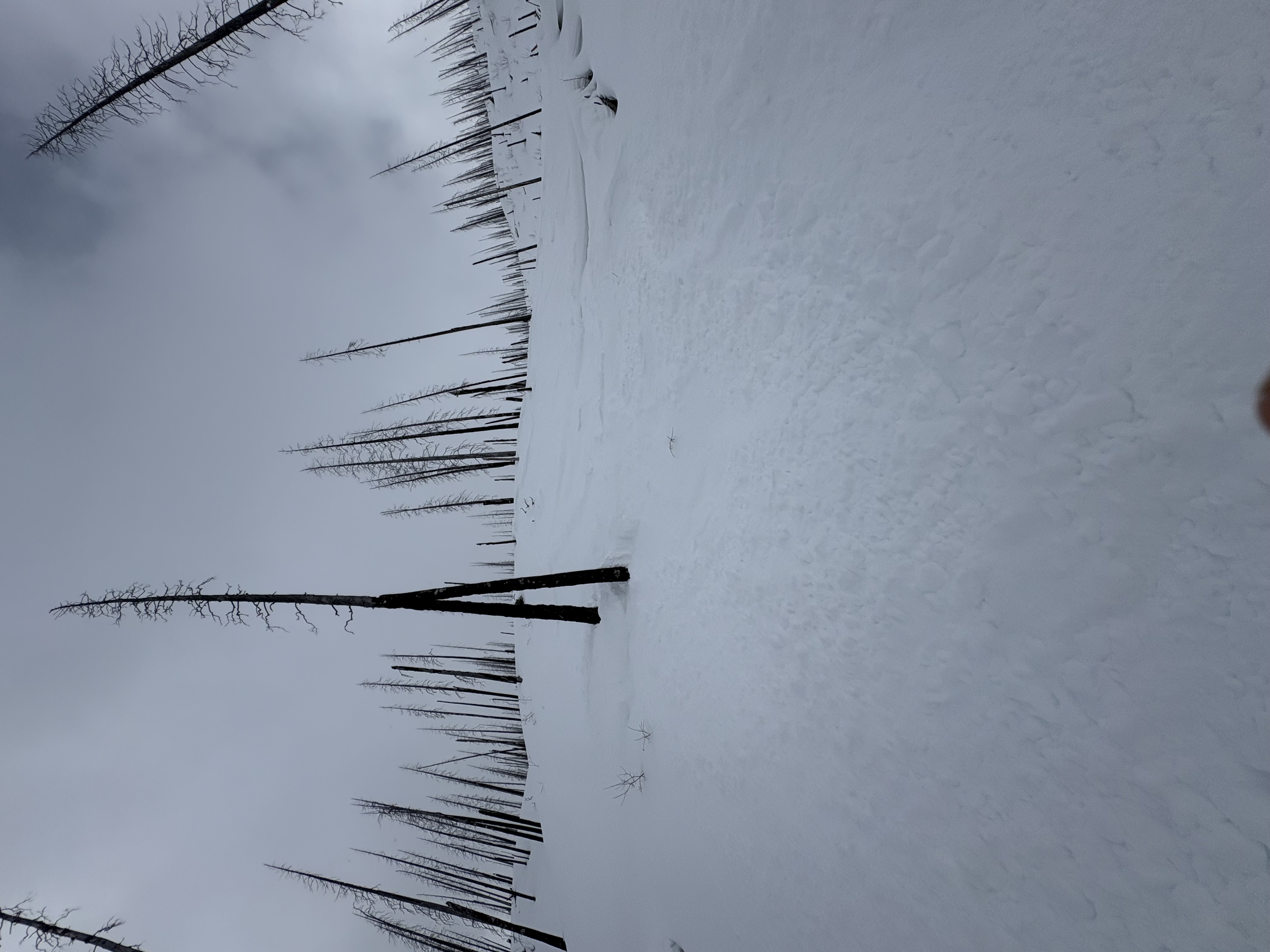 Observation photo
