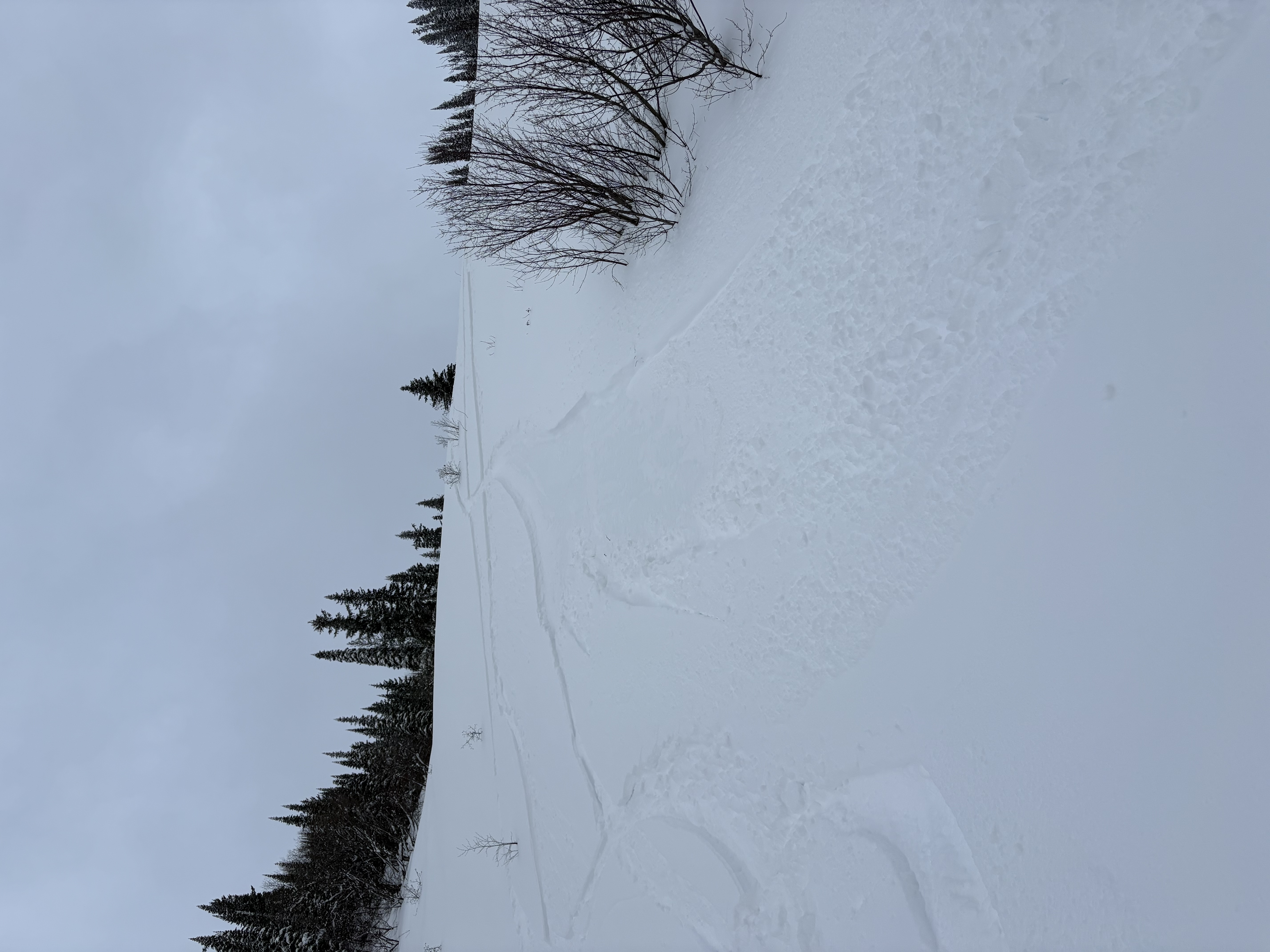 Observation photo