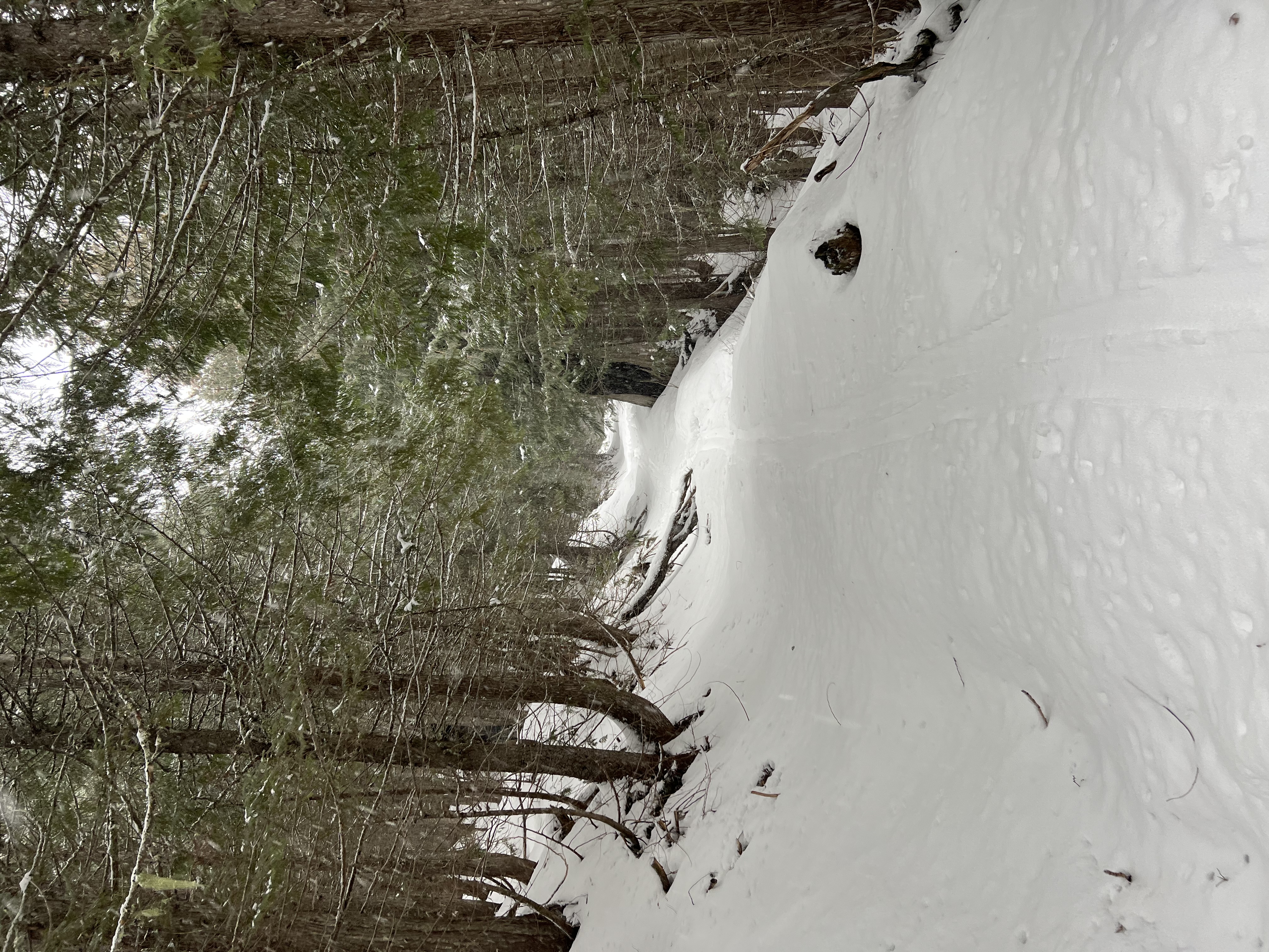Observation photo