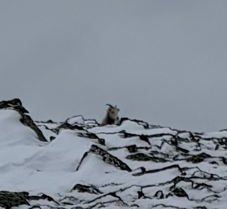 Observation photo