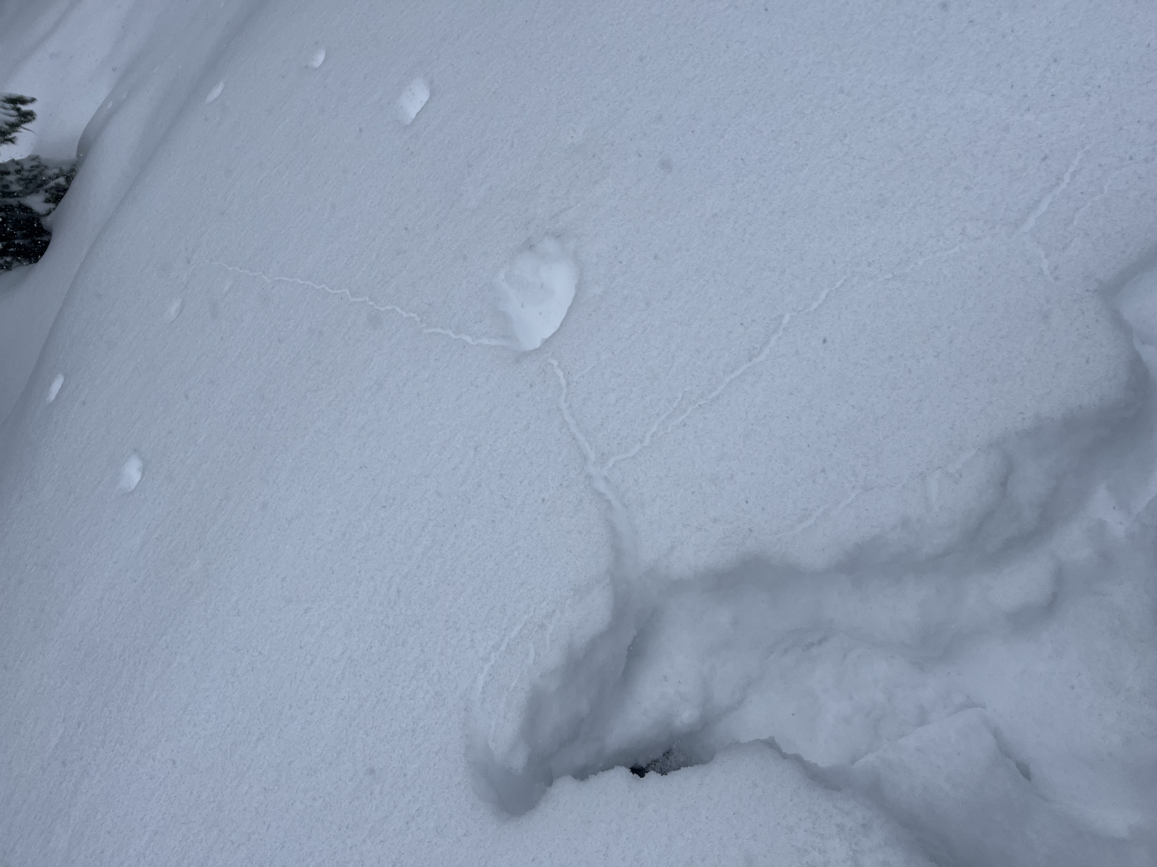 Observation photo