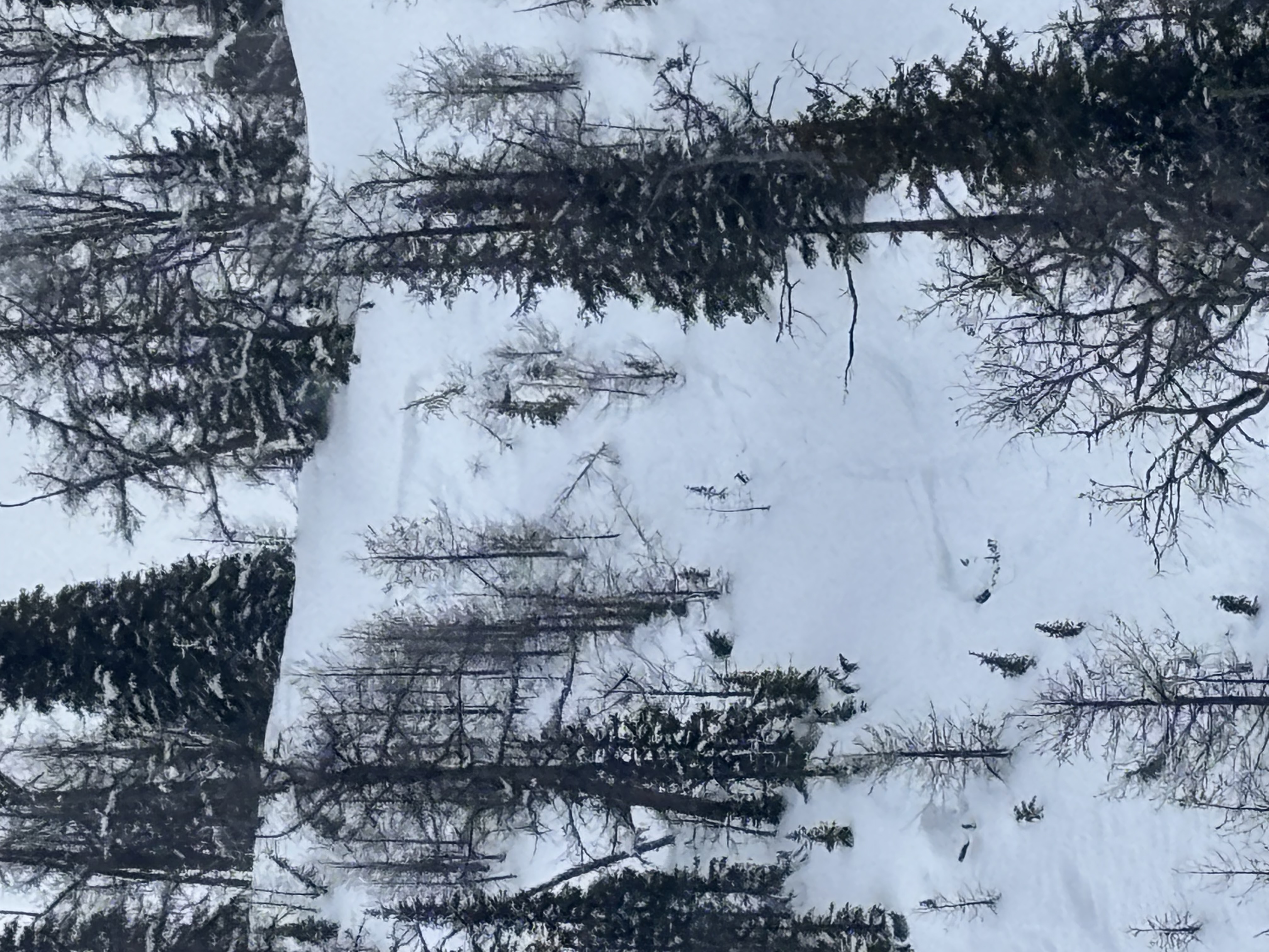Observation photo