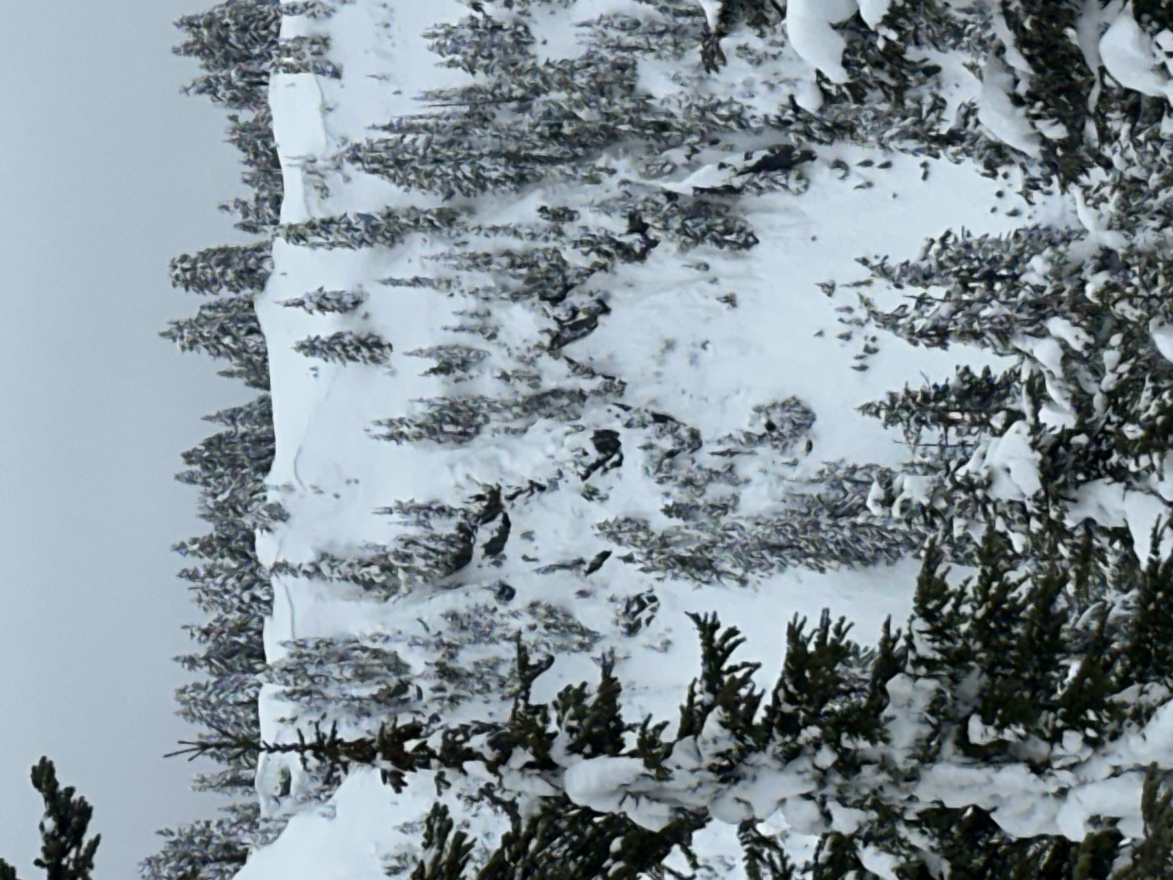 Observation photo