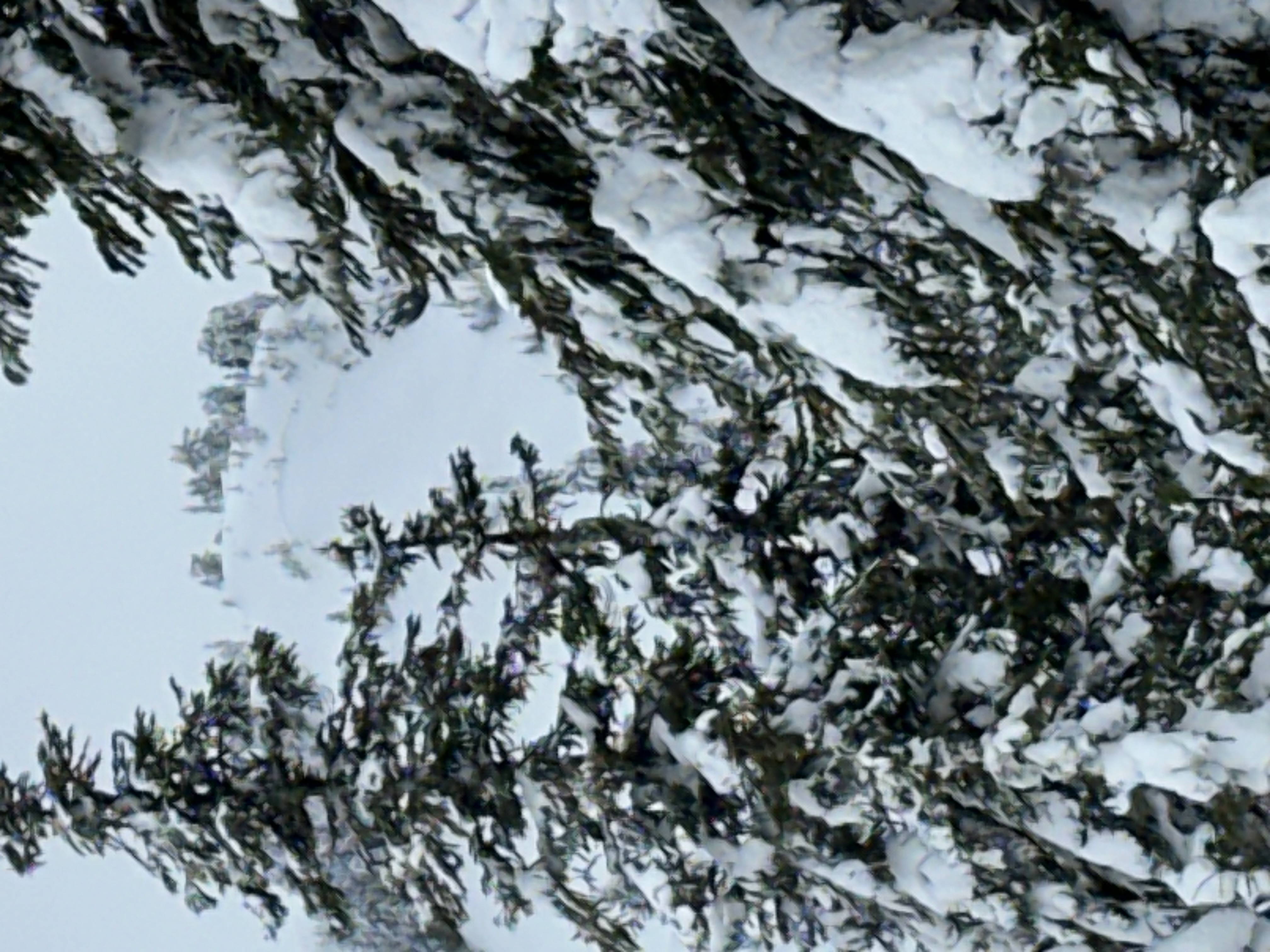 Observation photo