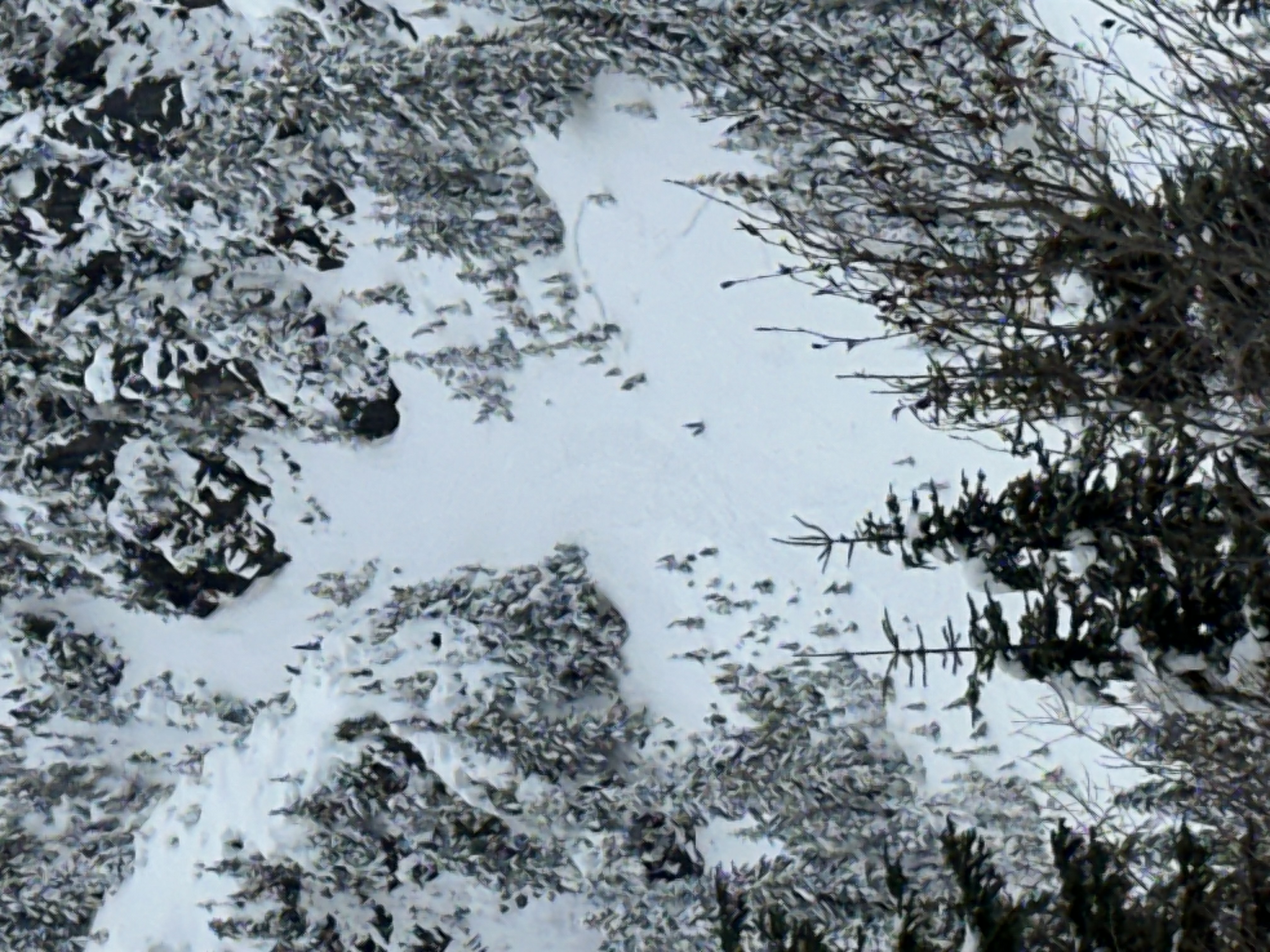 Observation photo