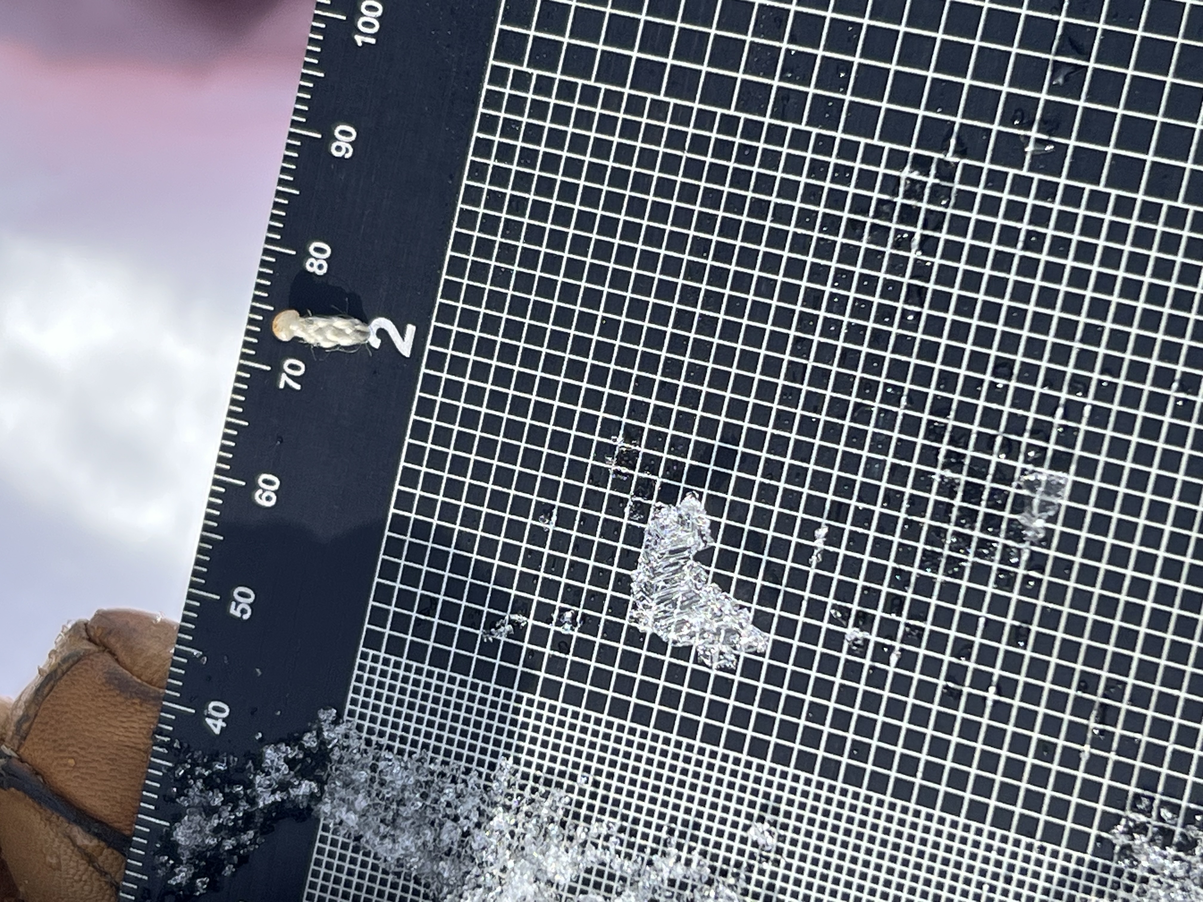 Observation photo