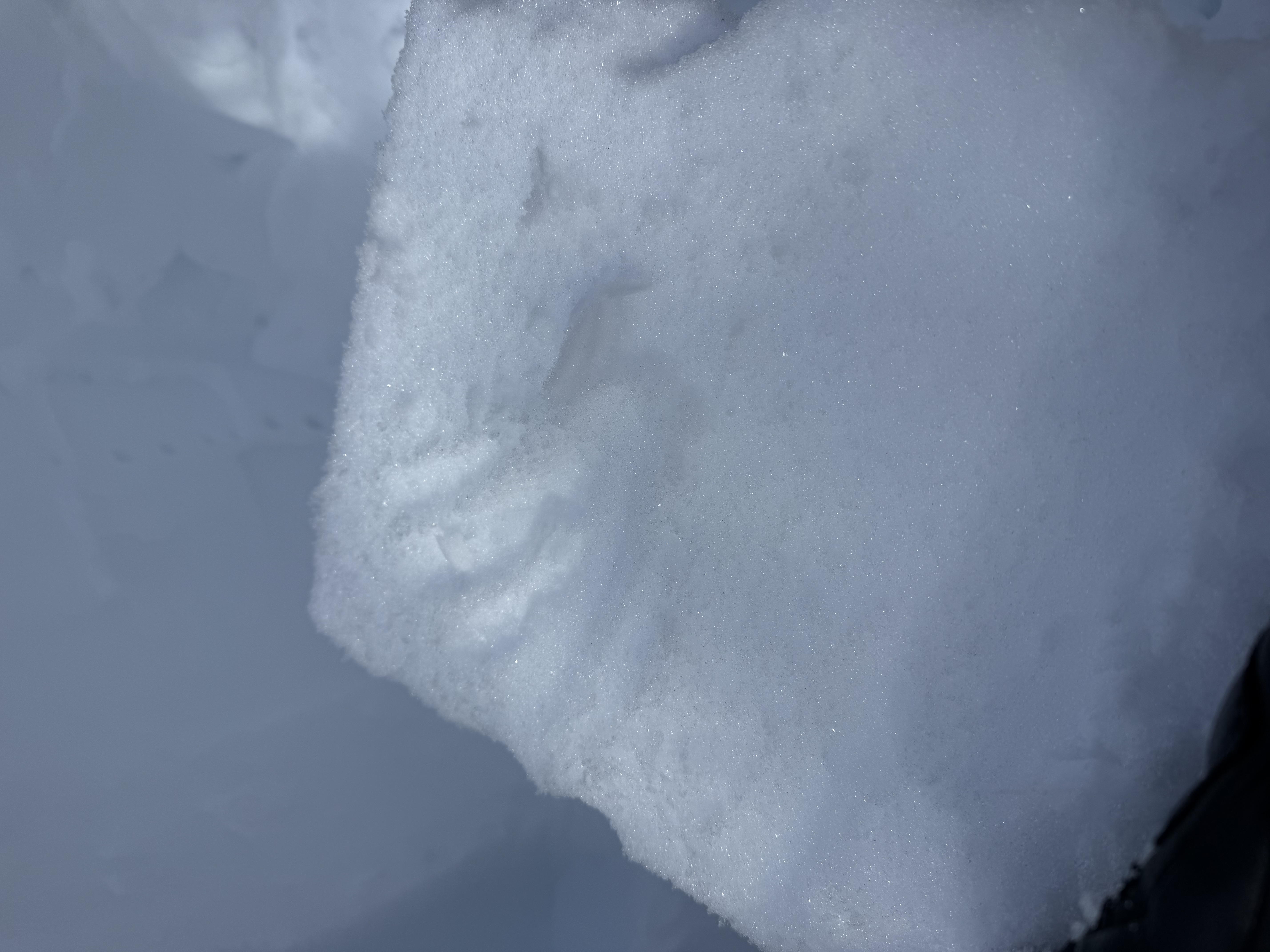 Observation photo