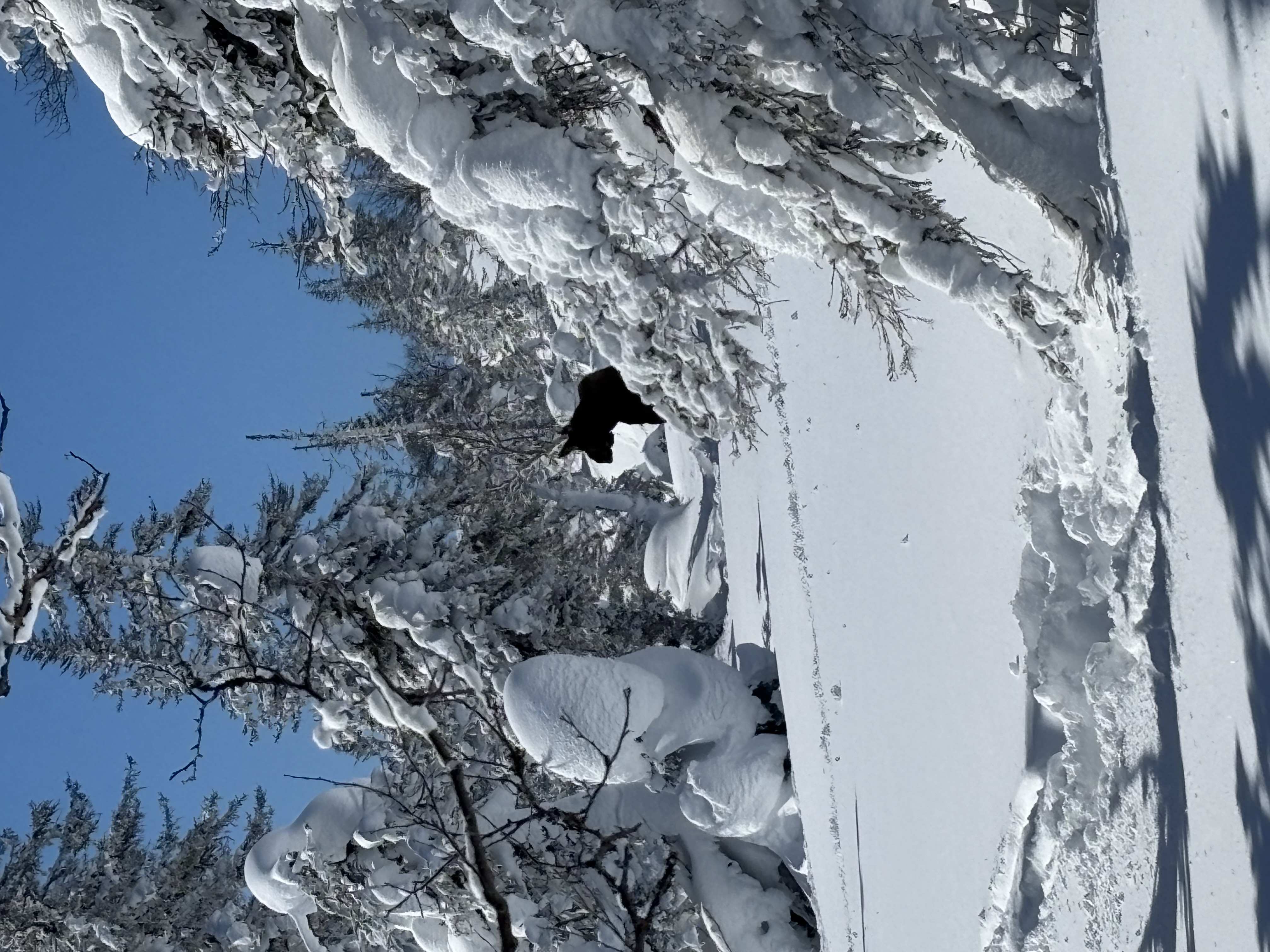 Observation photo