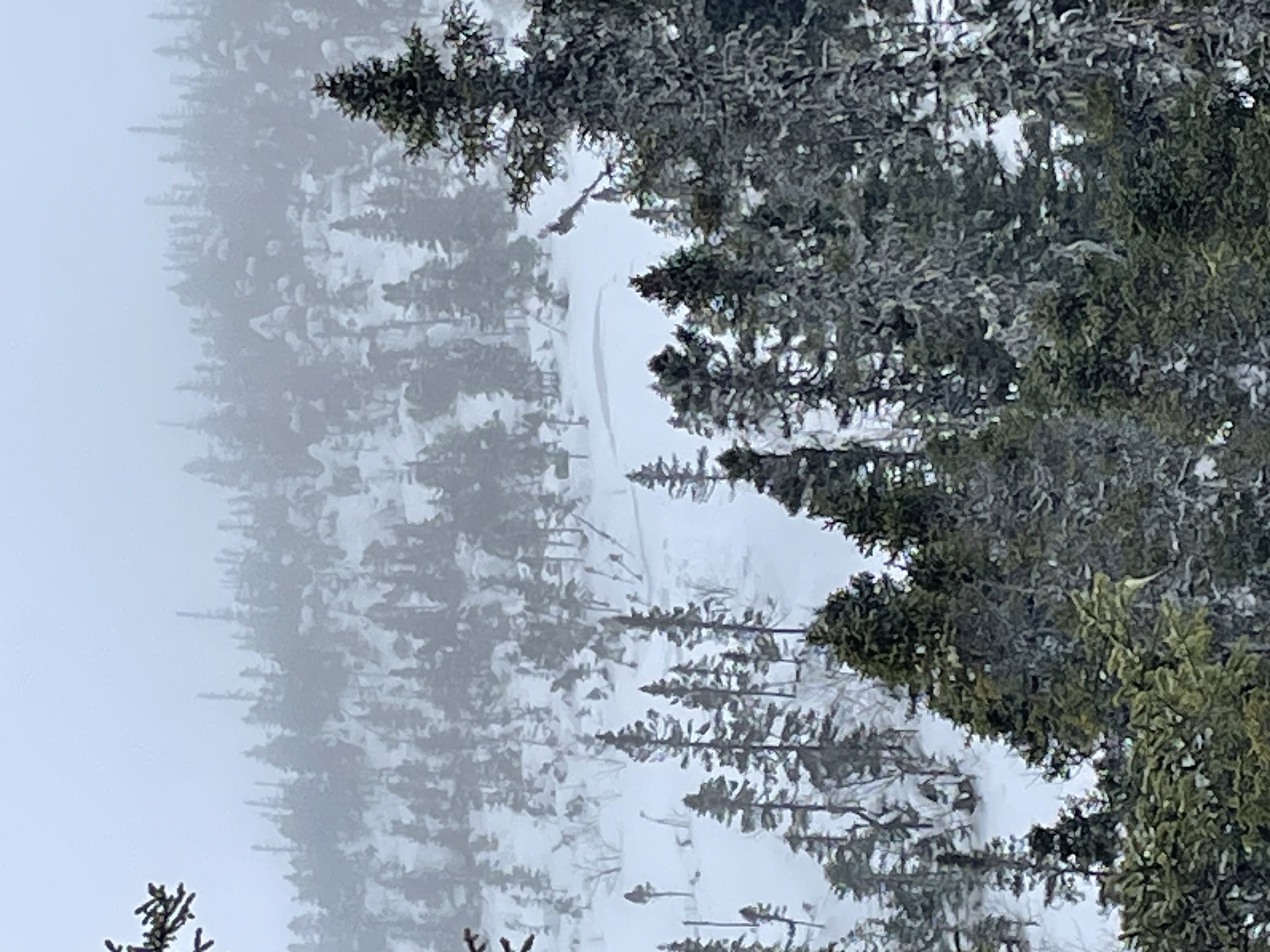 Observation photo