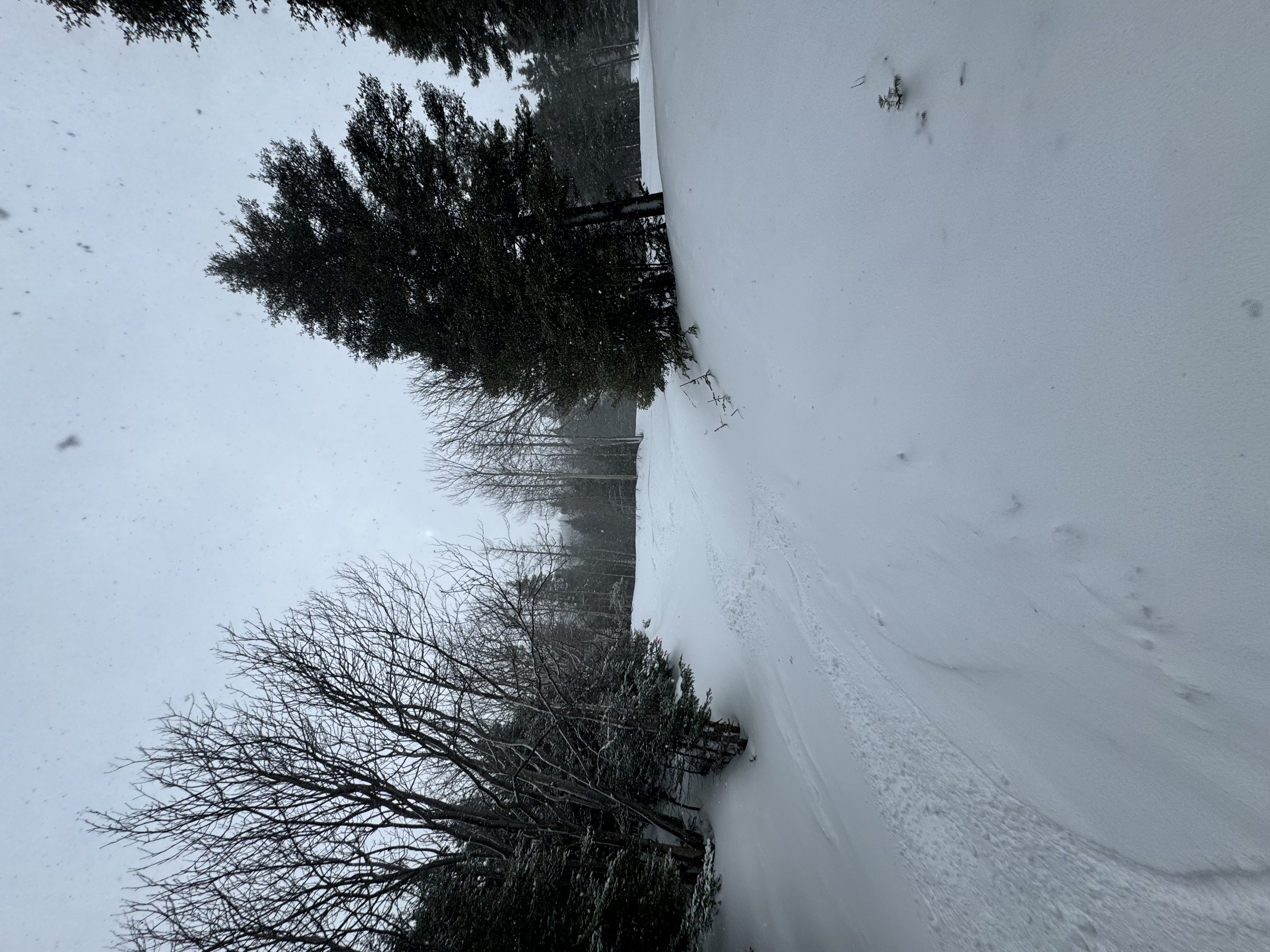 Observation photo