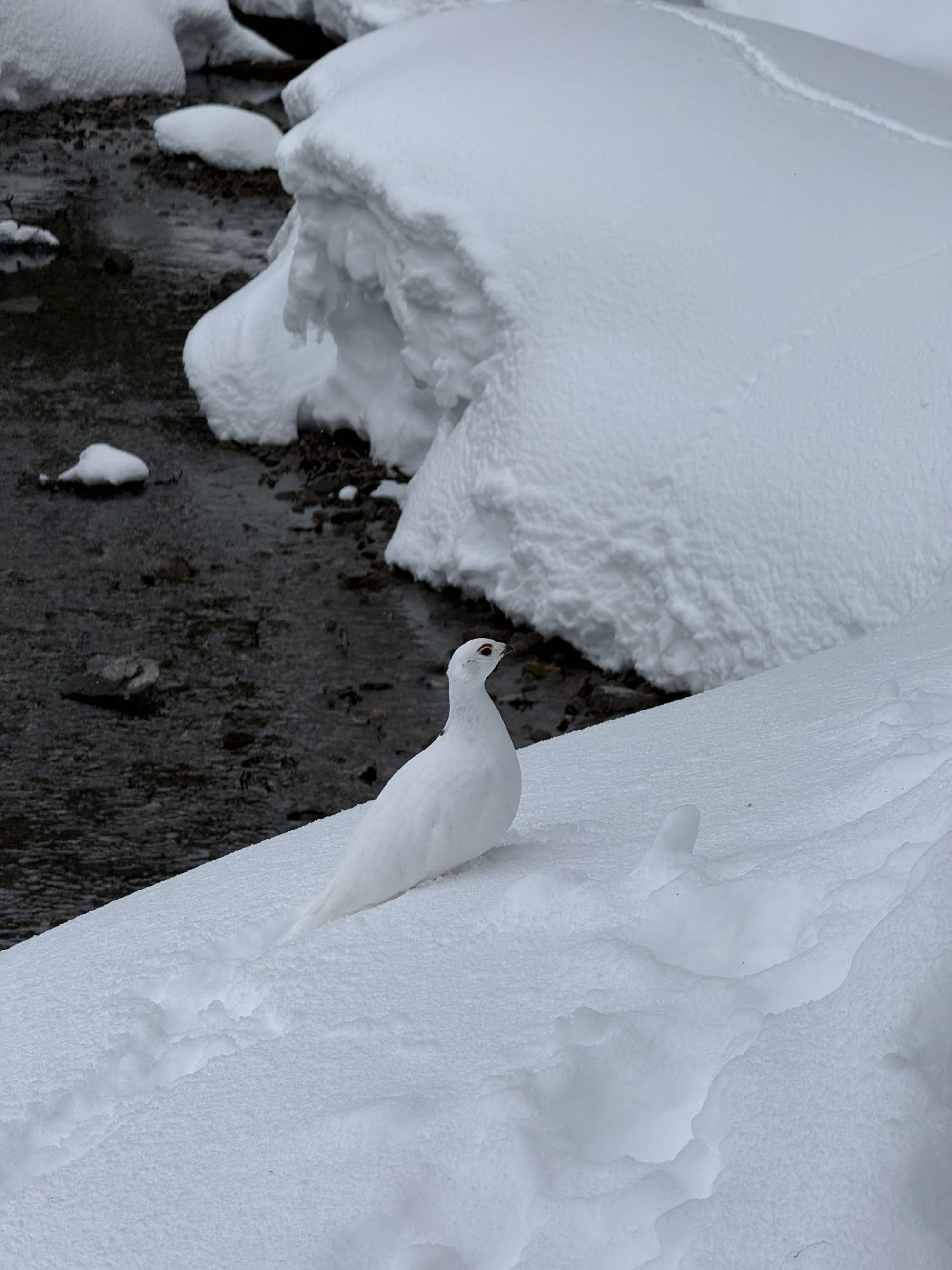 Observation photo