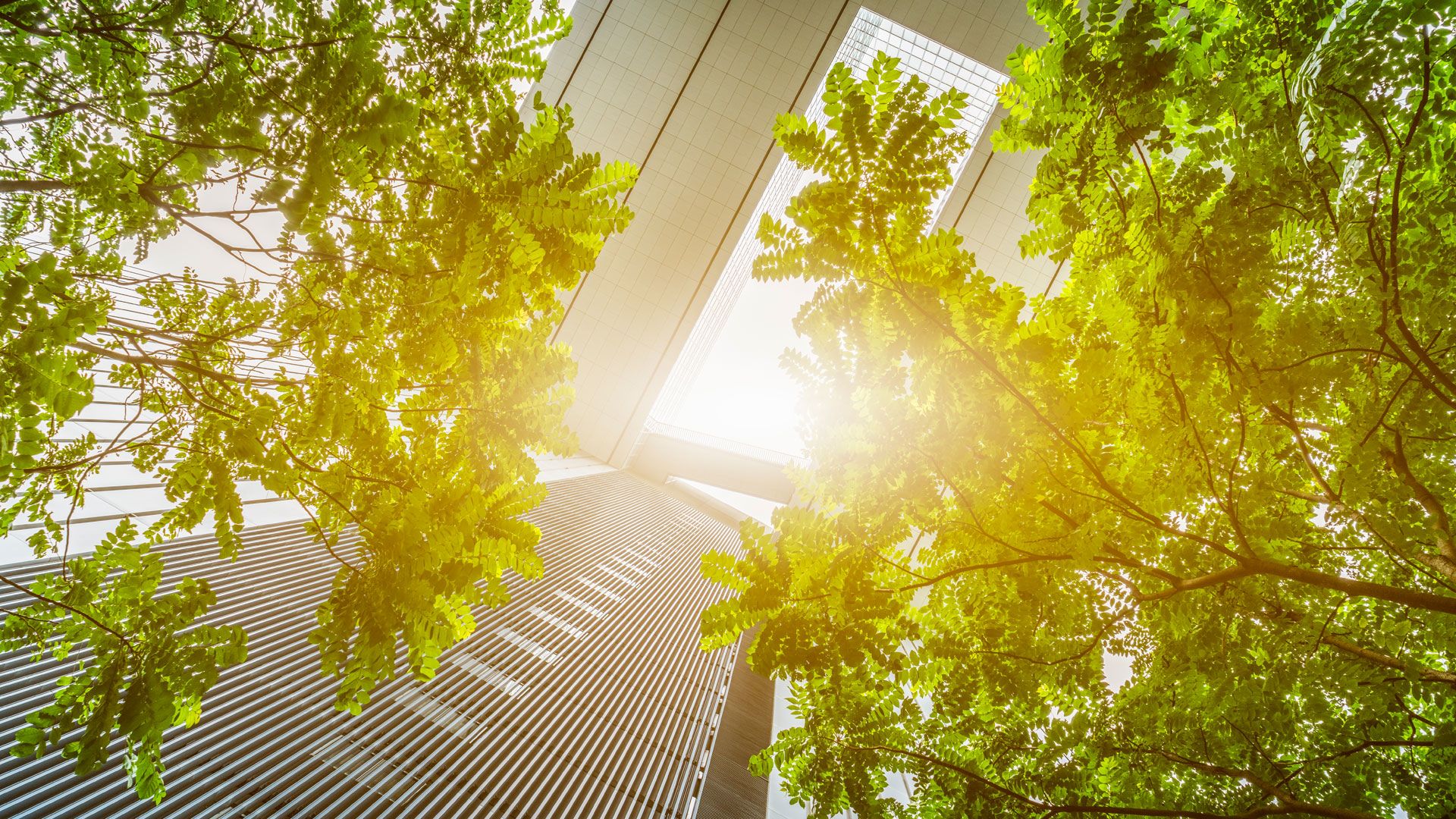 Trees and towers