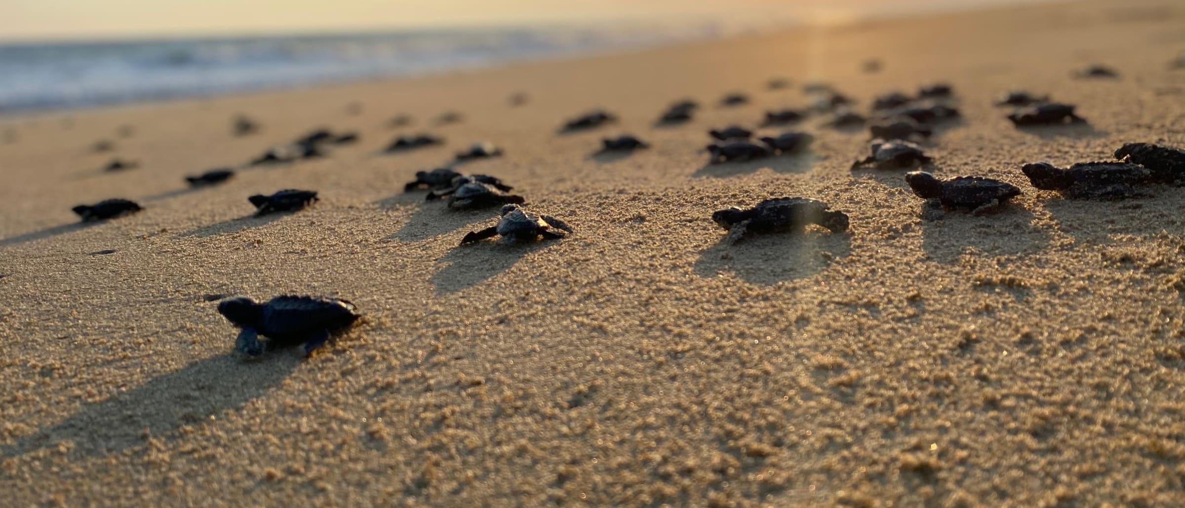 Crías de tortuga caminando hacia el mar