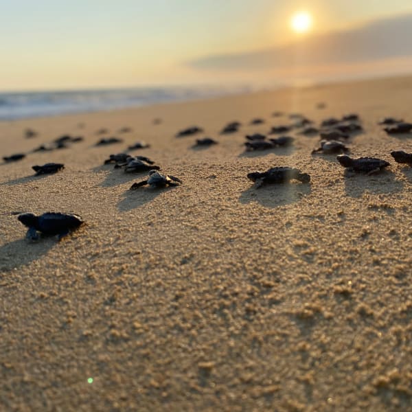 Crías de tortuga caminando hacia el mar