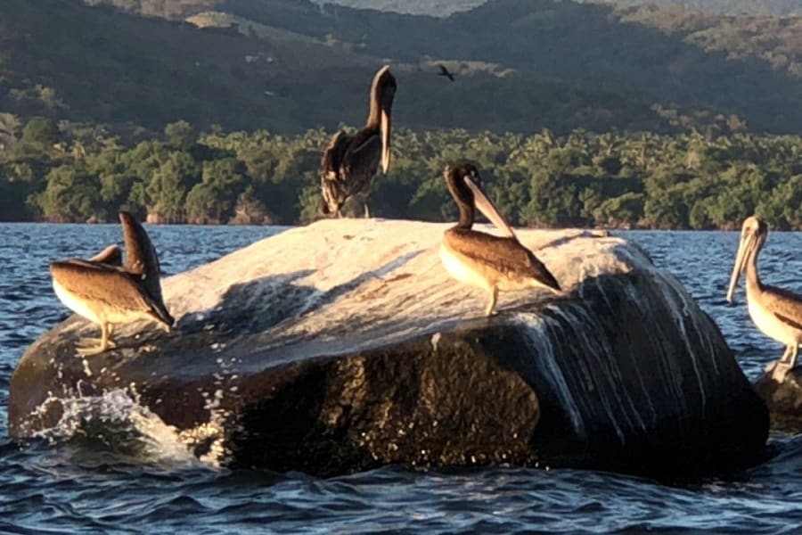 Pelícanos sobre una roca en el agua