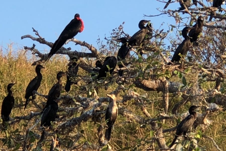 Aves posadas en las ramas de un árbol