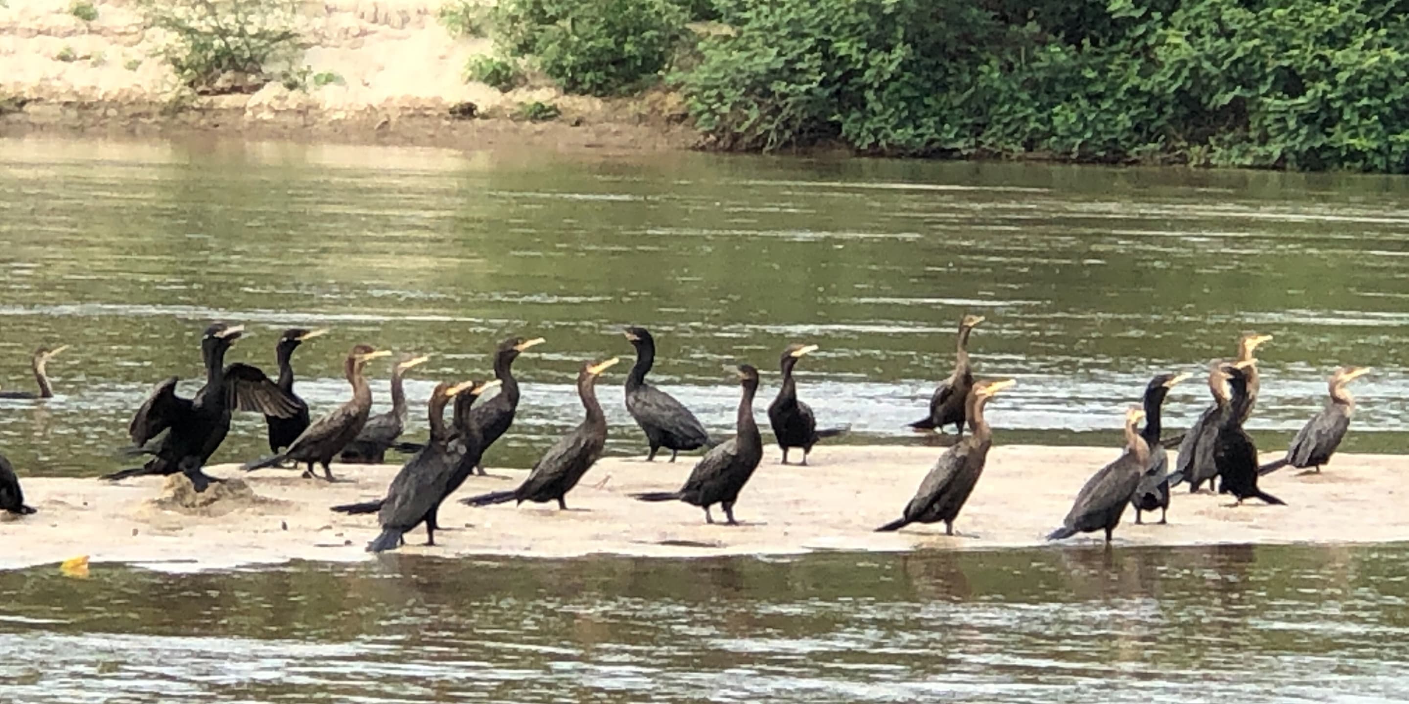 Aves sobre la laguna