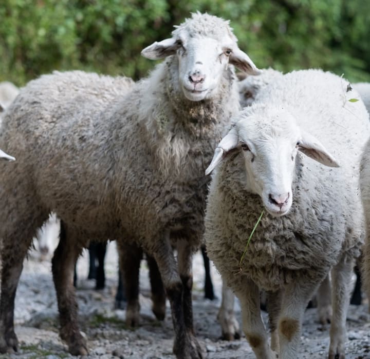 Natural Wool from Sheep