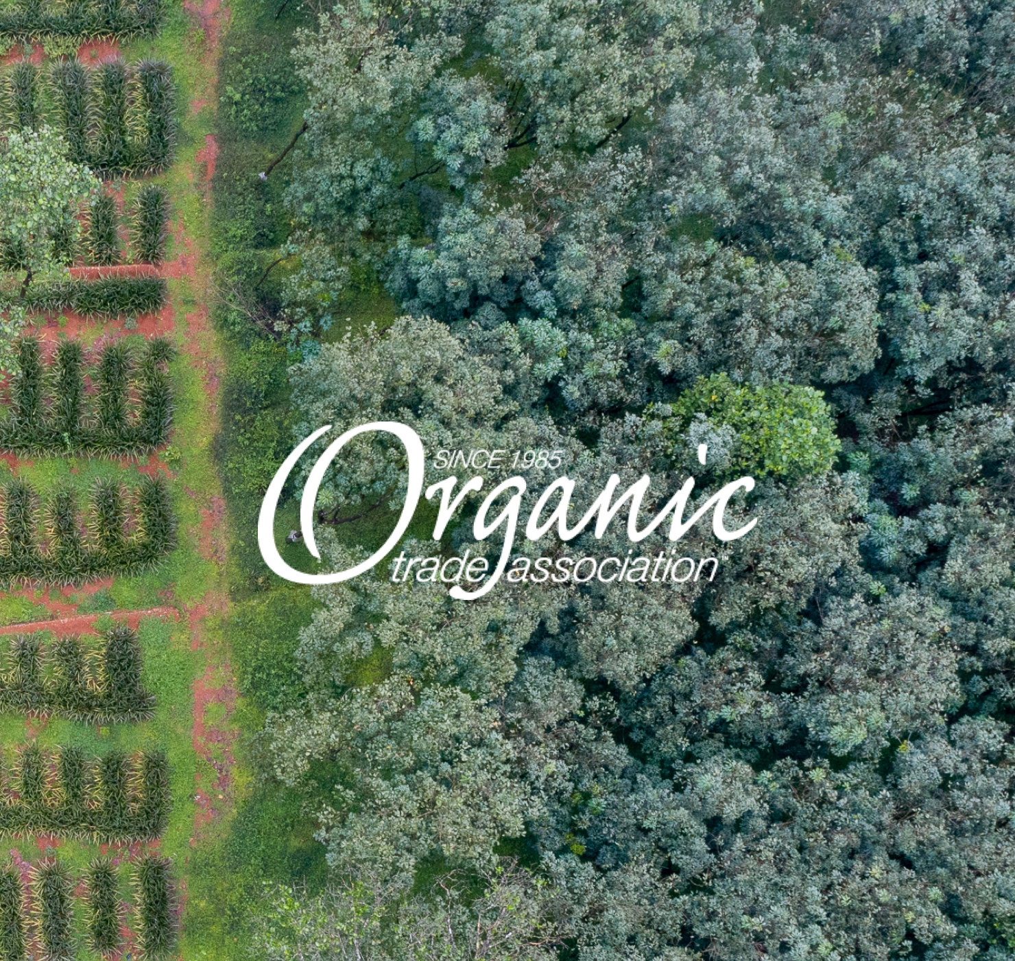 Organic Trade Association Avocado Green Mattress