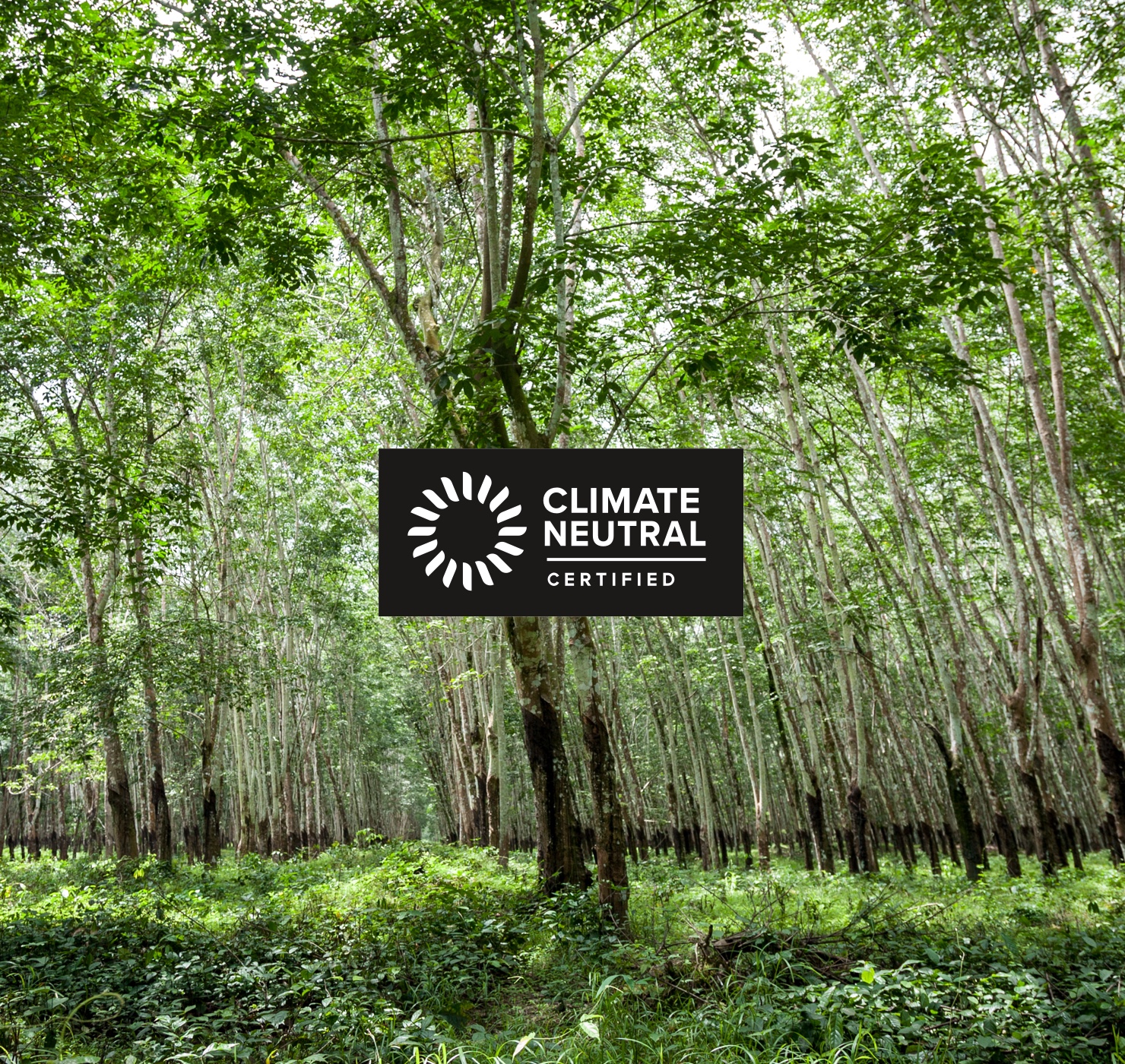 Avocado Green Climate Neutral Certified Carbon Negative