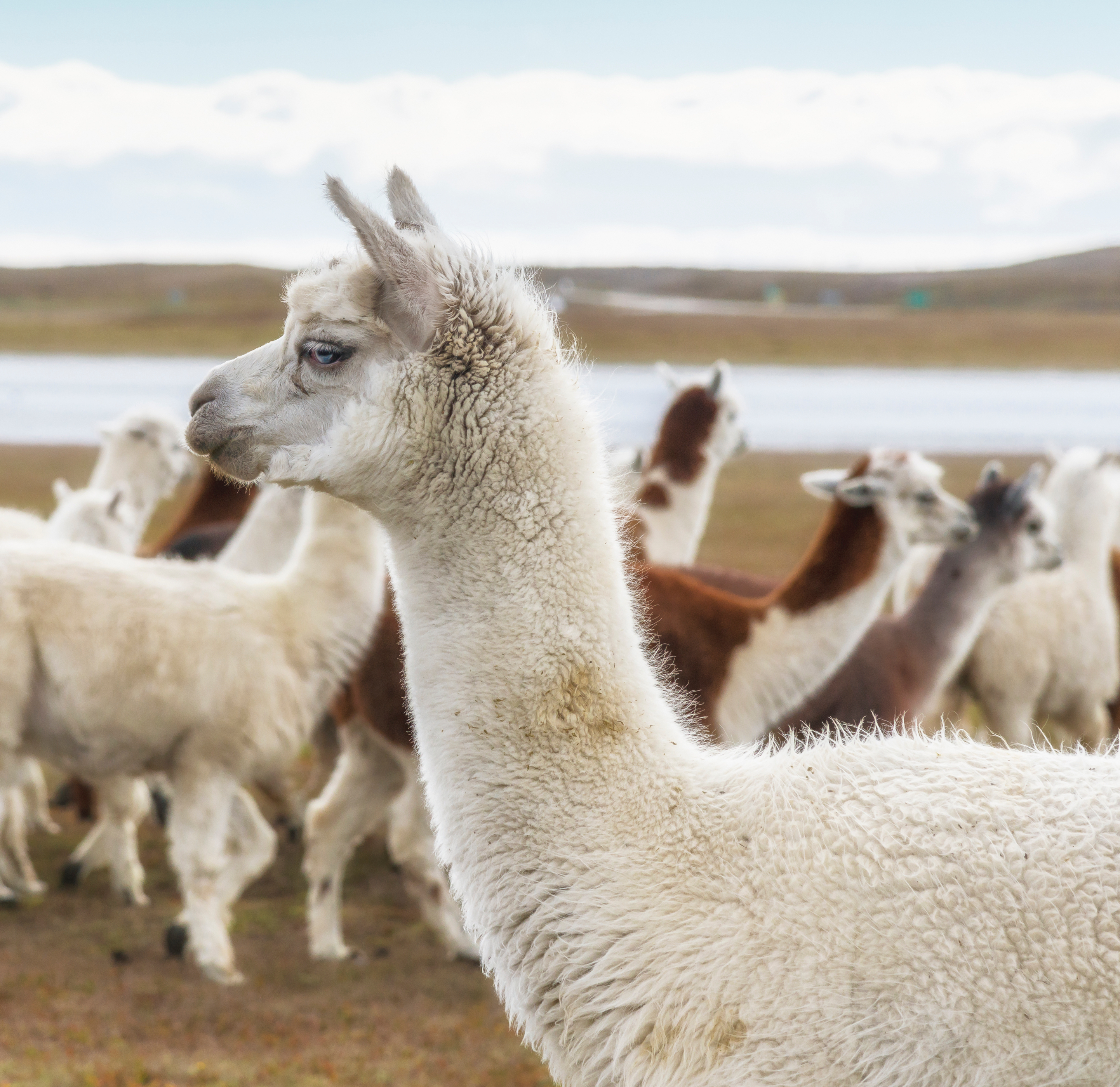 Natural Alpaca