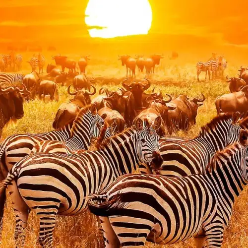 From Table Mountain to the Big Five Safari